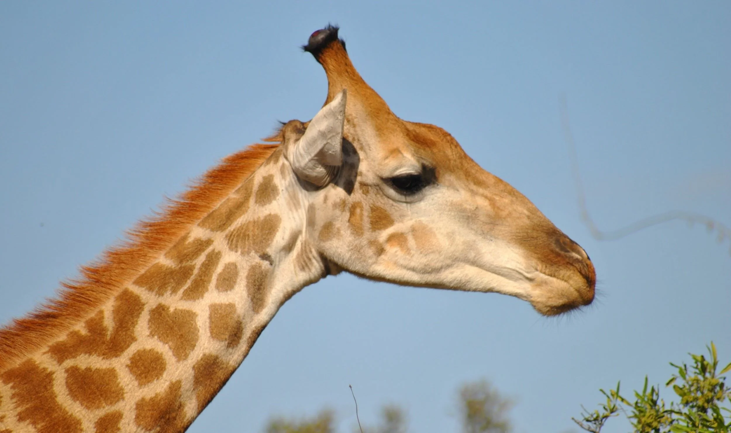 Indlovu - Giraffe.jpg