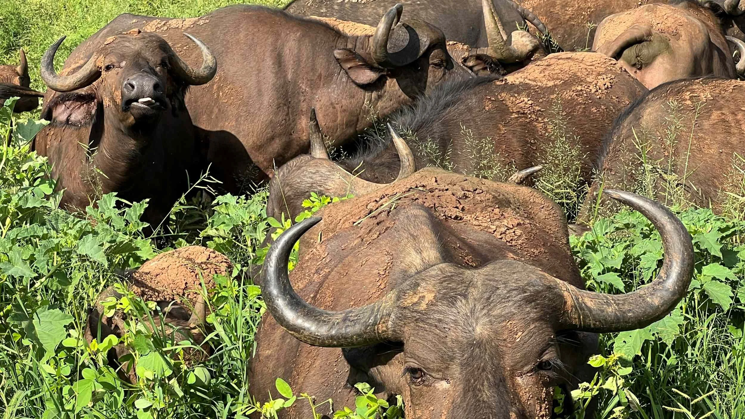 Indlovu - Buffalo.JPG