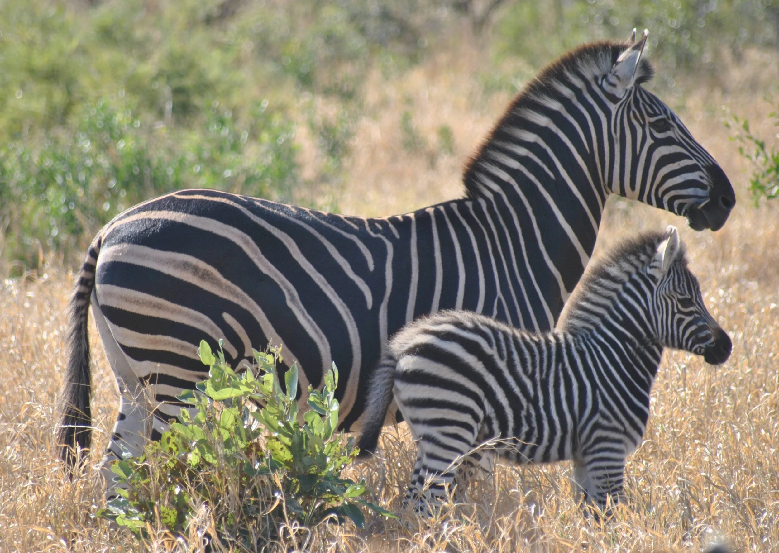 Zebra and foal.jpg