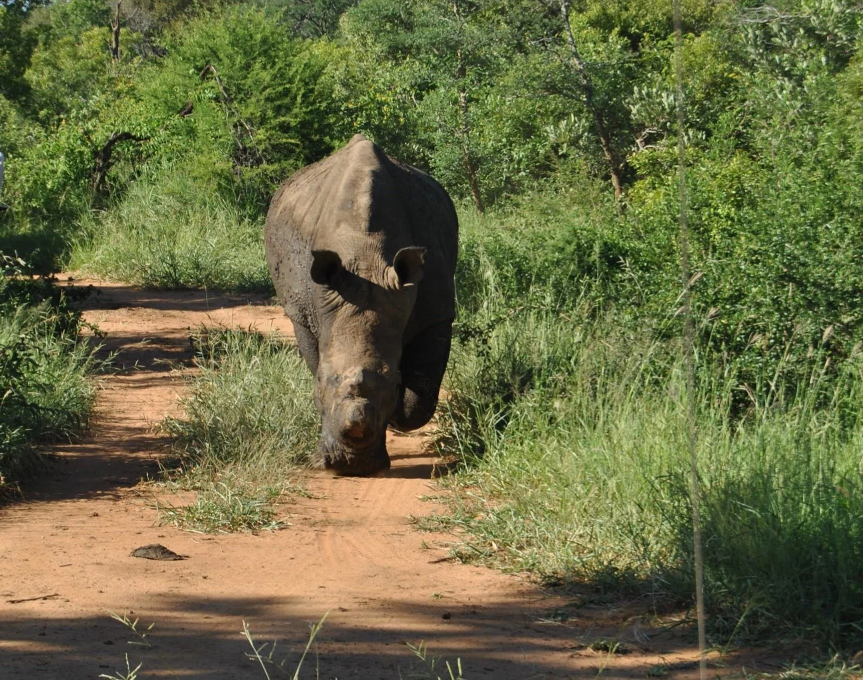 Indlovu - Rhino 2.JPG