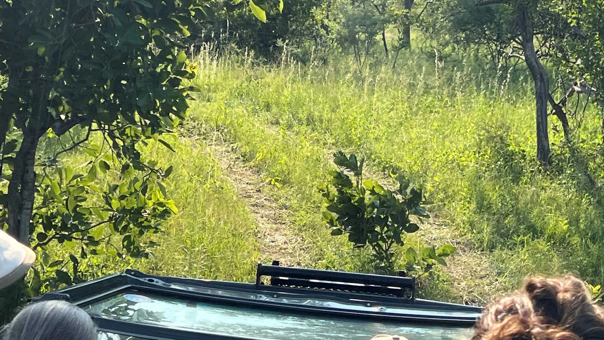 Indlovu - bush drive 1.JPG