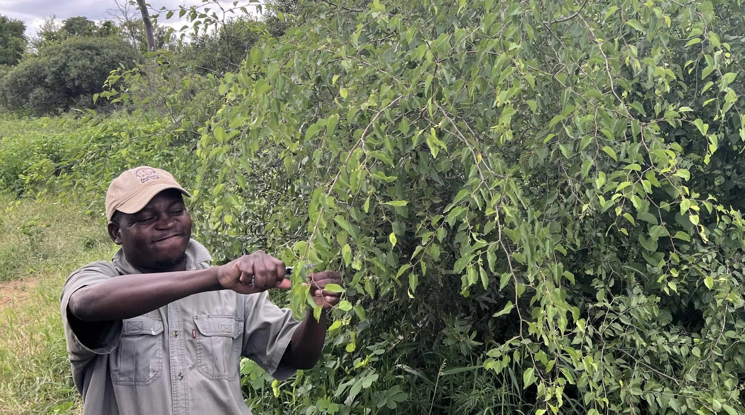 Indlovu - Buffalo thorn.JPG