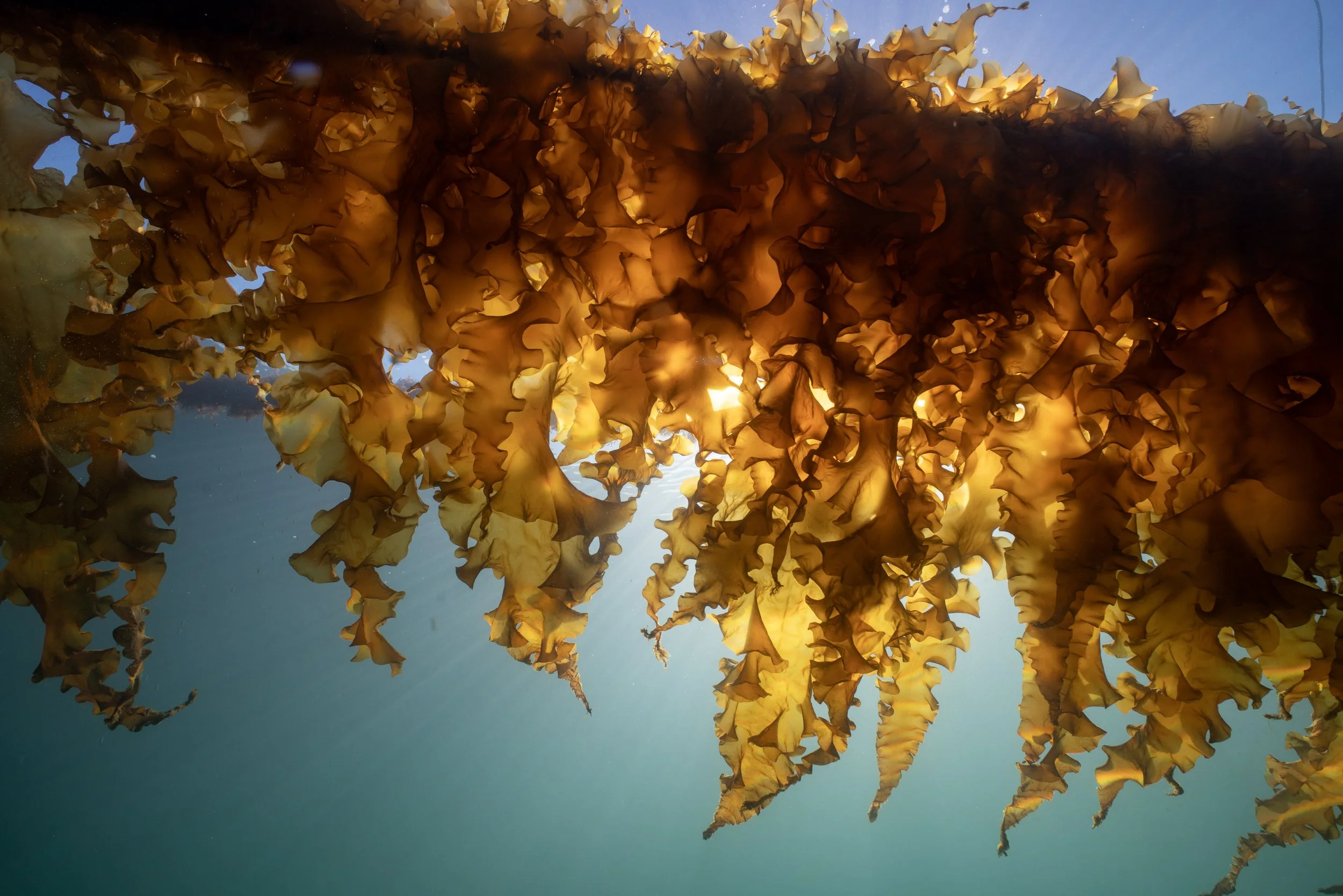 Tang- og tarenæringen videre – fra kunnskap til konkurransekraft