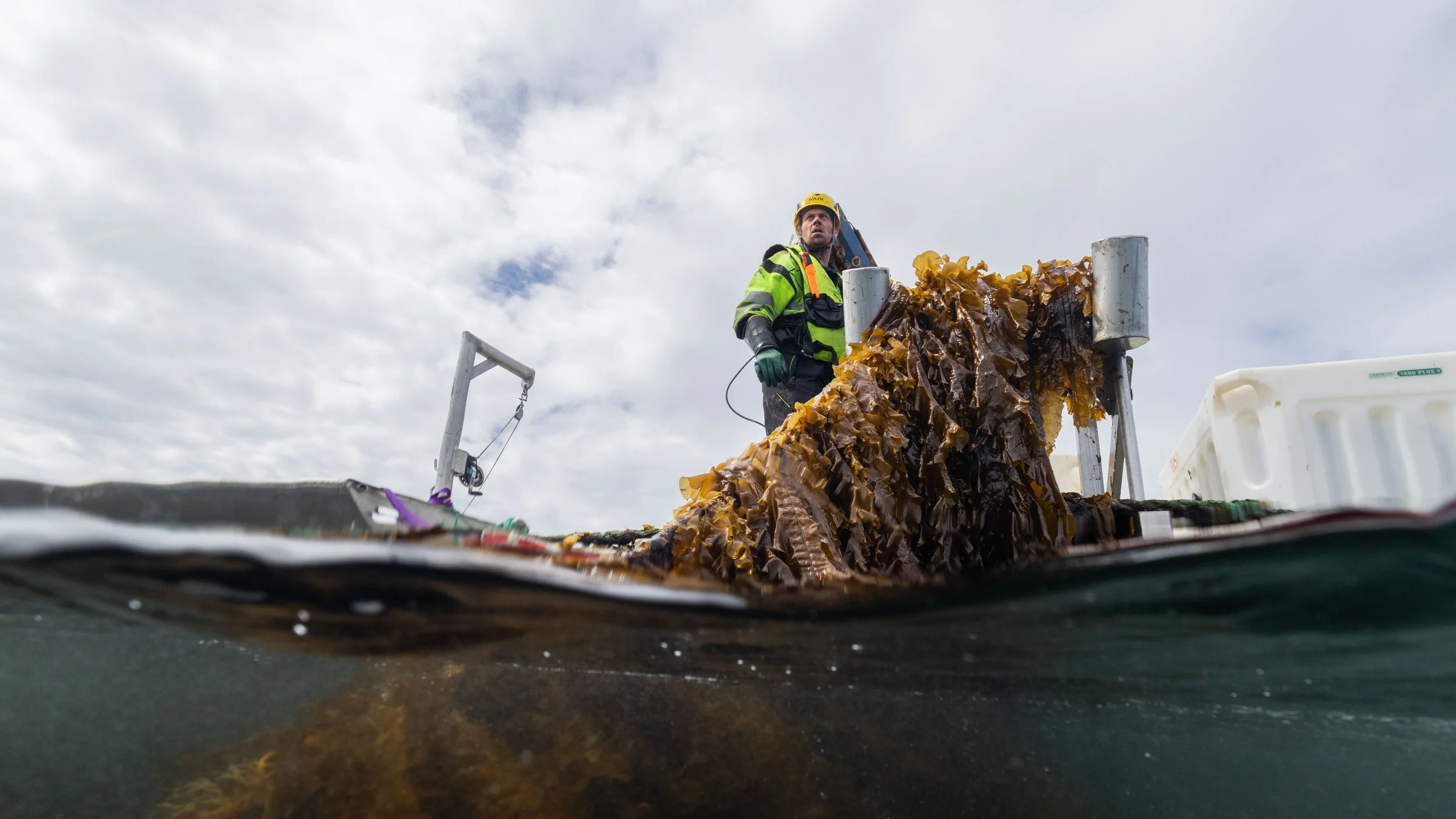 Tang- og tarenæring i Nordland – veien videre