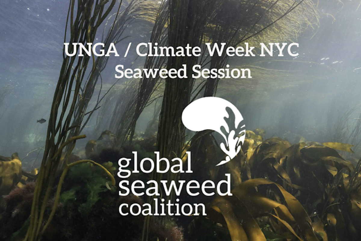 Seaweed Session during the UN General Assembly (online)