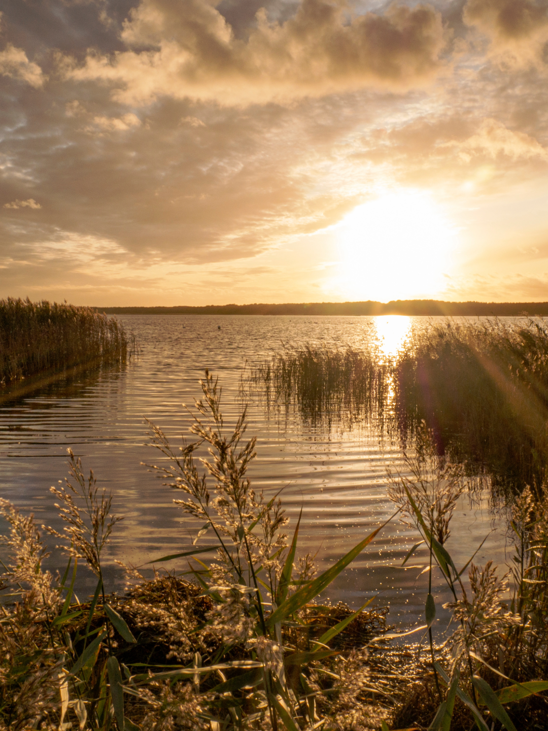Billedet viser en fredelig sø ved solnedgang, omgivet af græs og siv ved bredden, med en himmel fyldt med skyer og en stærk sol, der reflekteres i vandet.