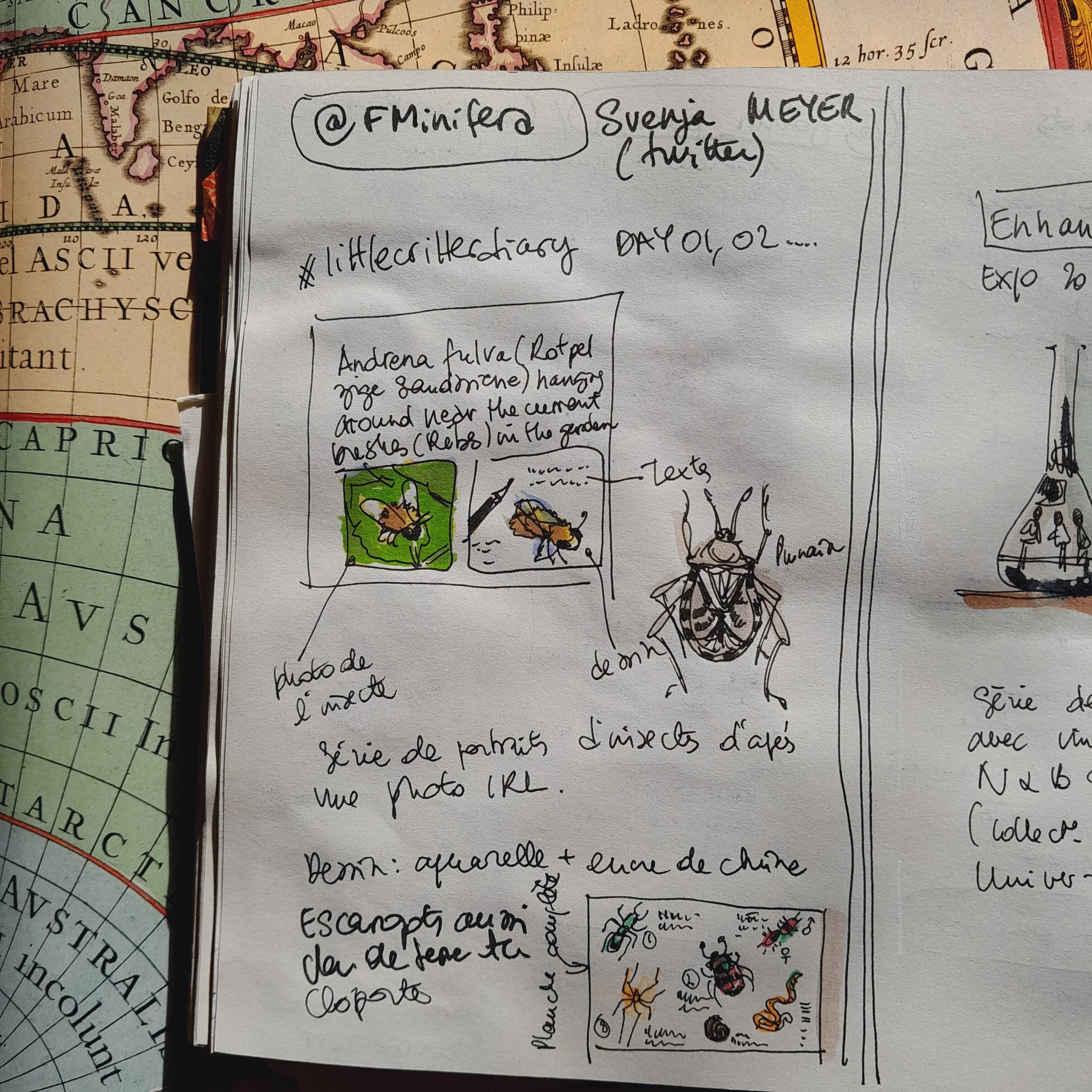 @FMinifera/Svenja Meyer