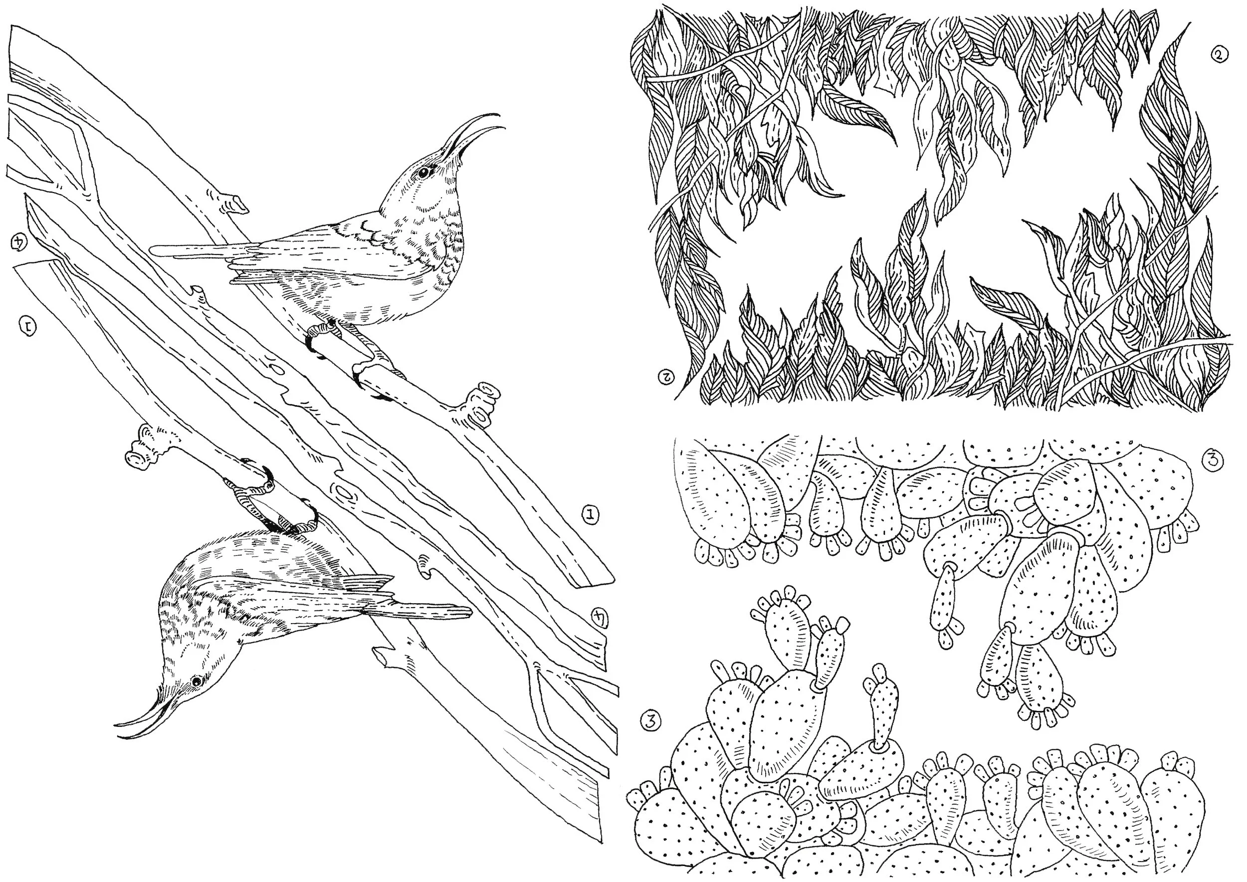 Scan sunbird encrages elements matrice.jpg