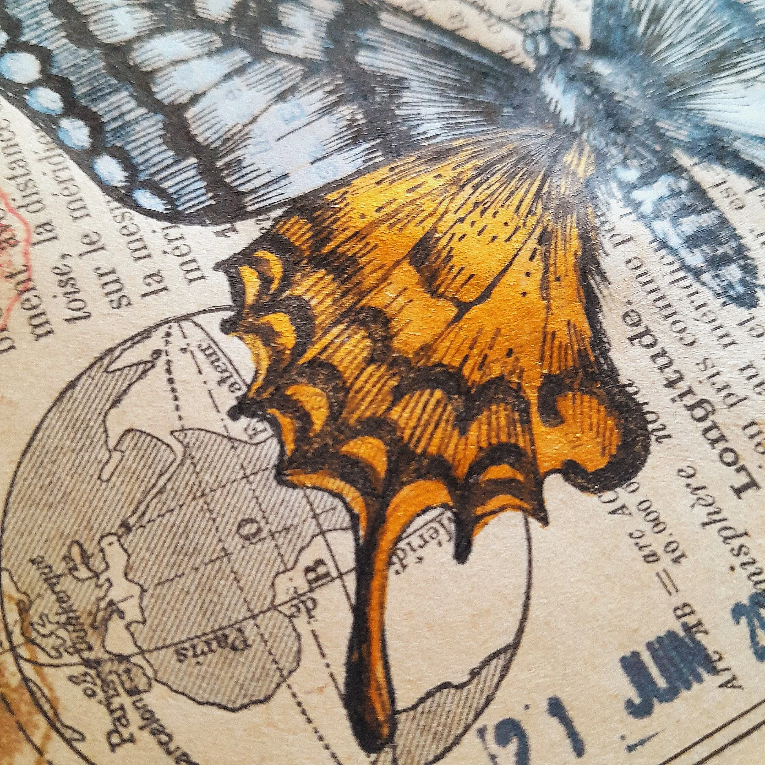 Papilio machaon #012