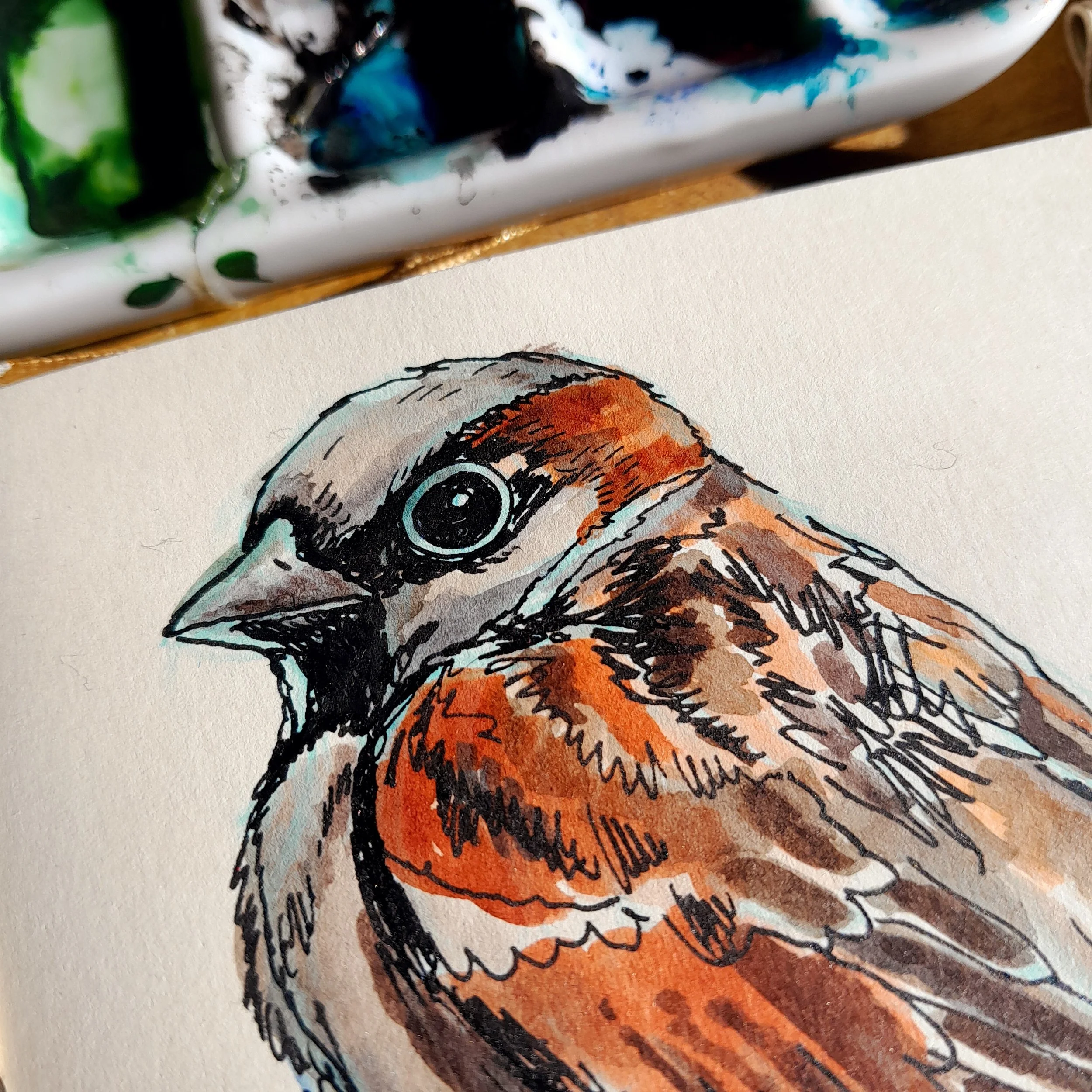 Moineau domestique
Passer domesticus