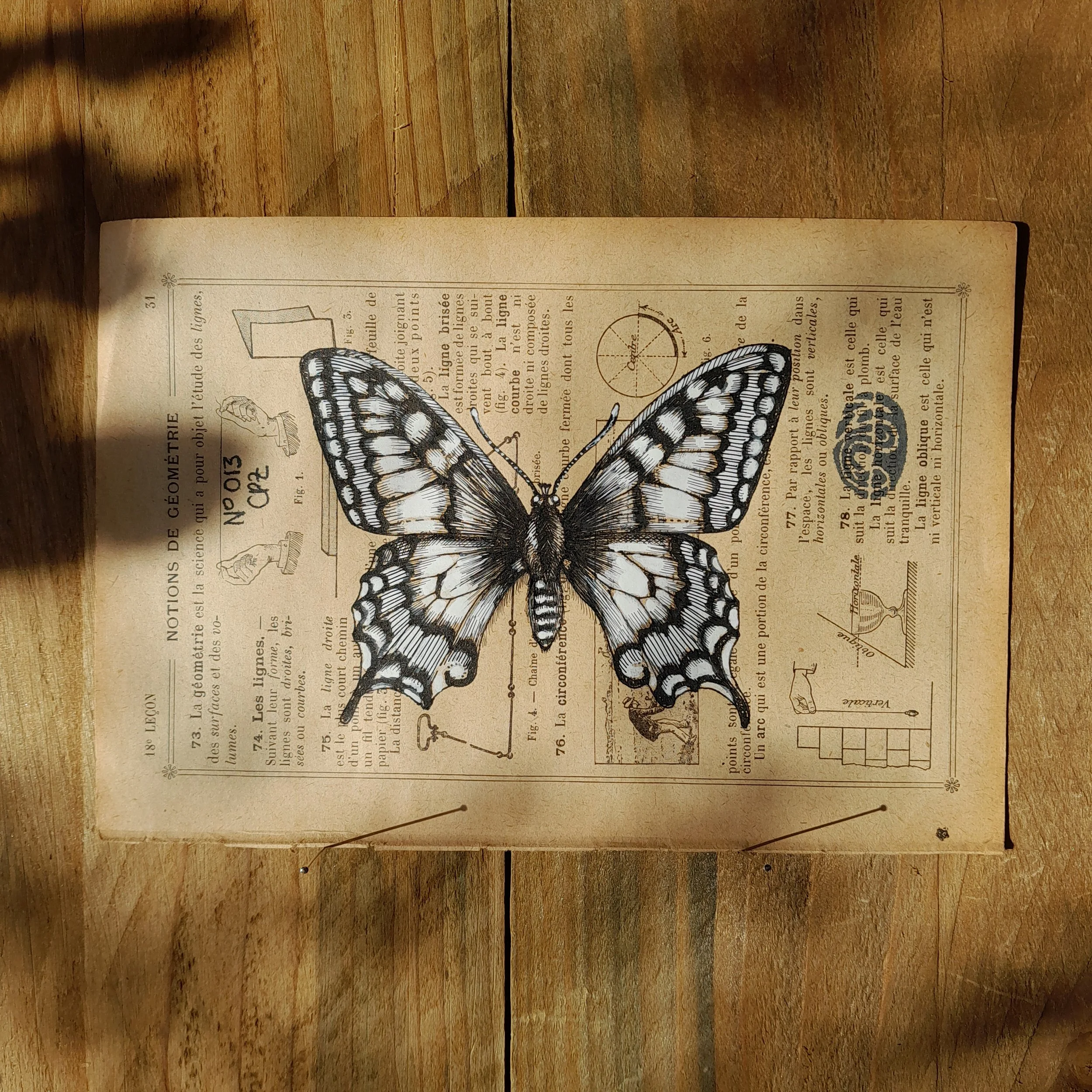 Papilio machaon #013