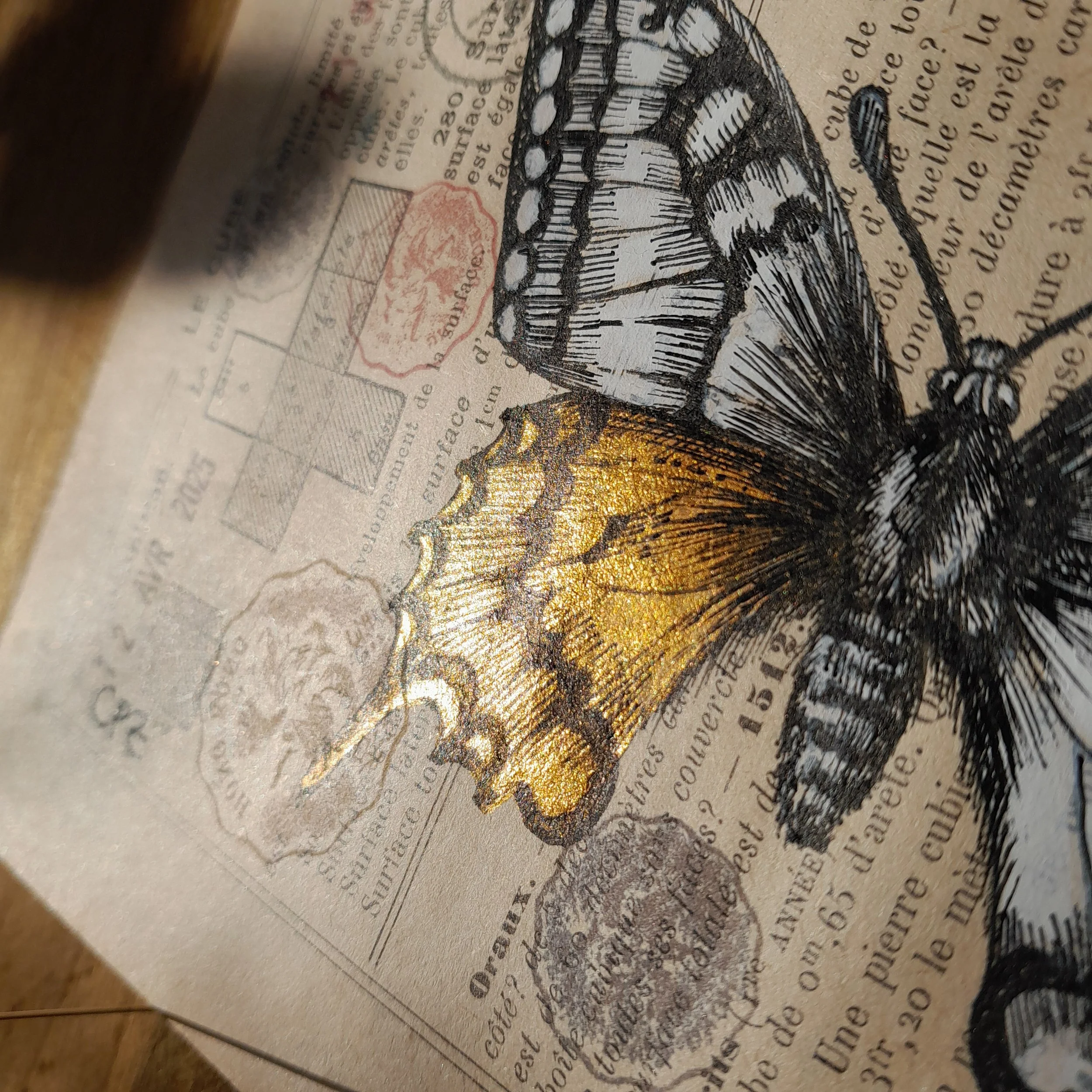 Papilio machaon #011