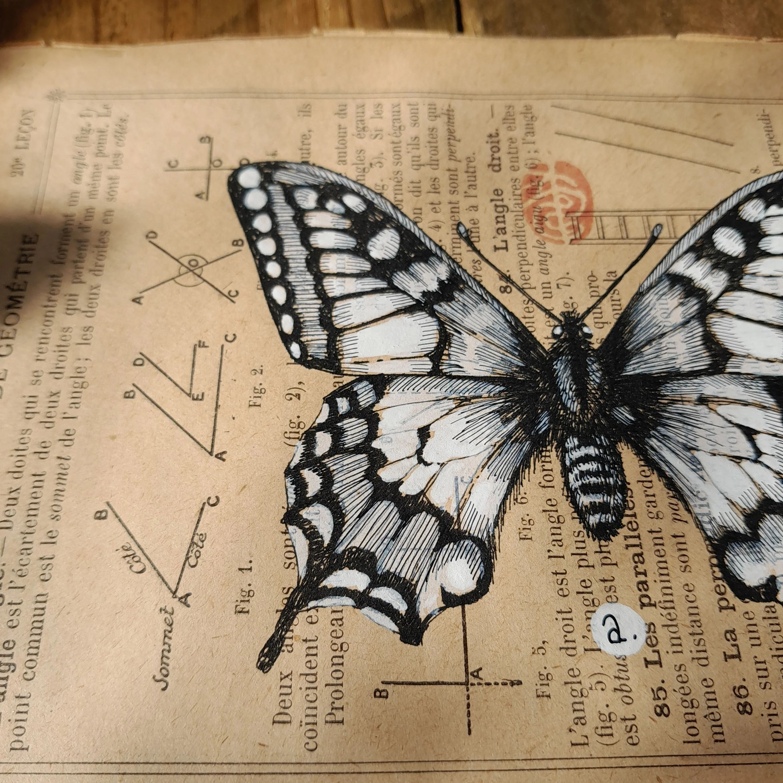 Papilio machaon #006