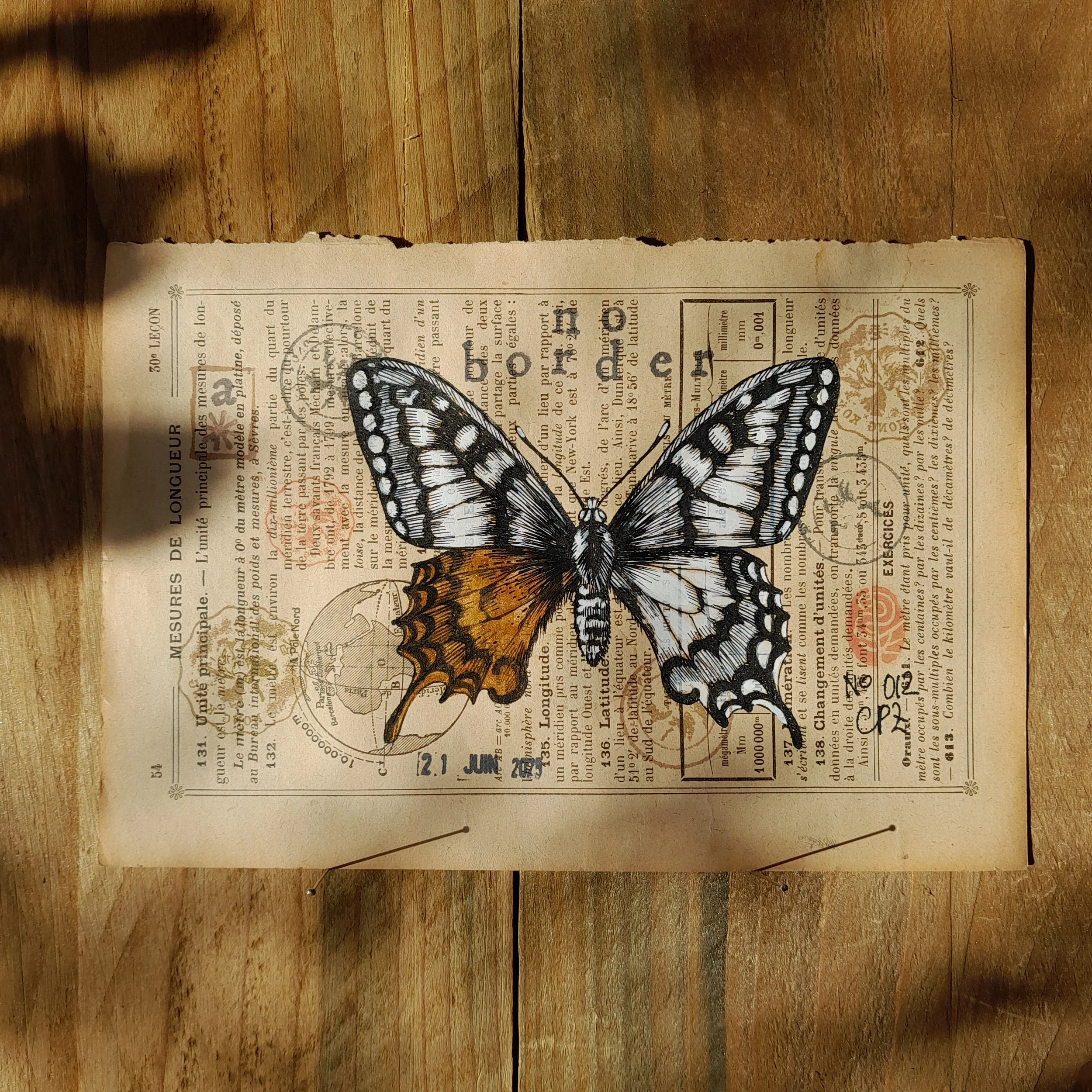 Papilio machaon #012