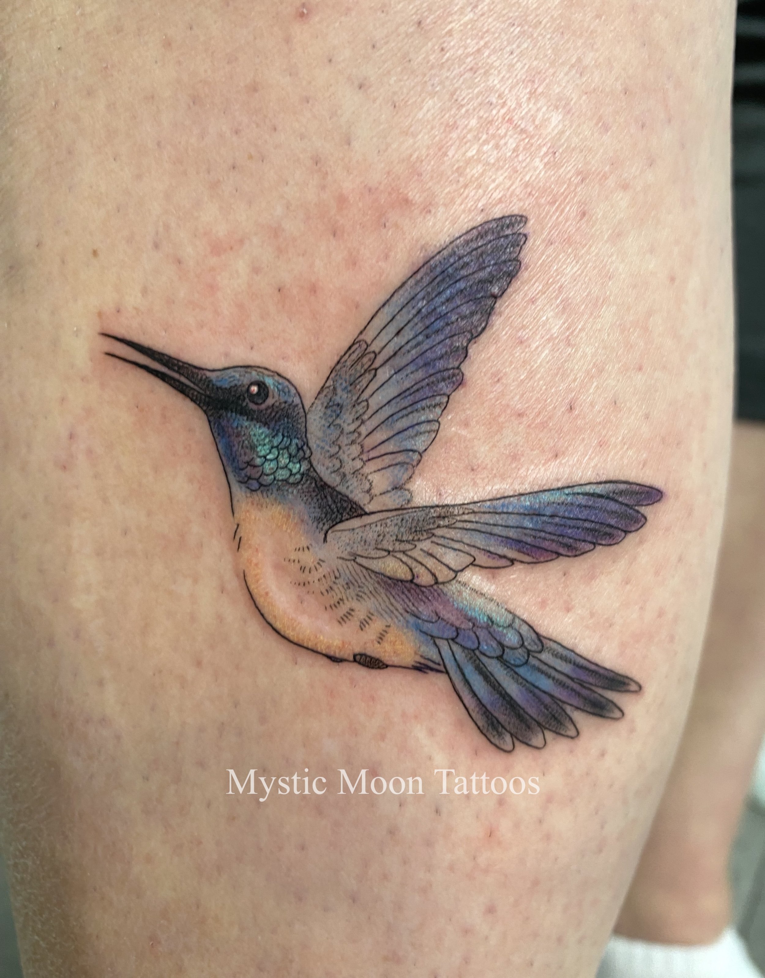 Delicate soft colour humming bird.