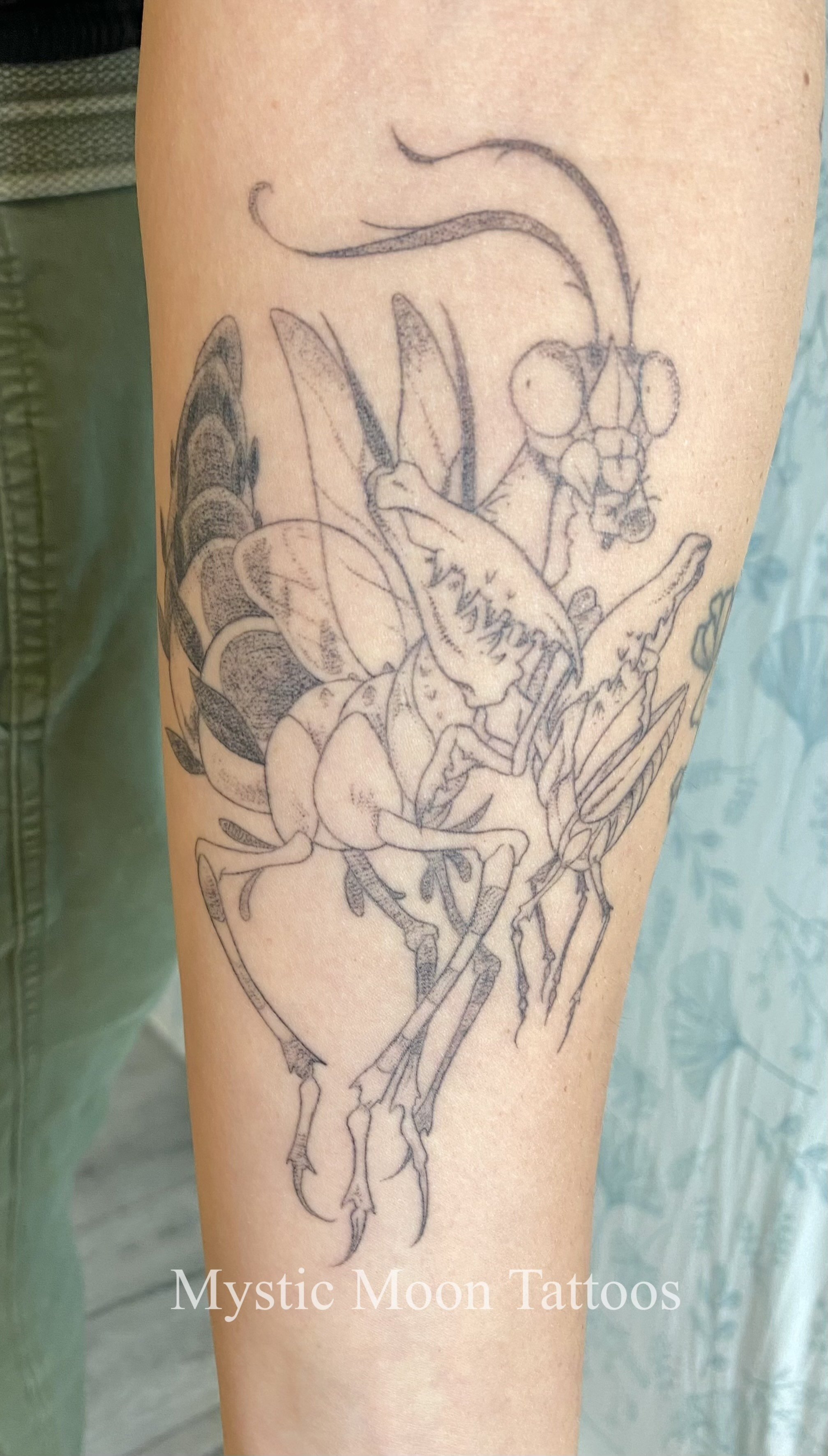✨Women✨. This is what I mean when I say I like strong women! The Mantis is a top tier insect, beautiful, and dangerous!