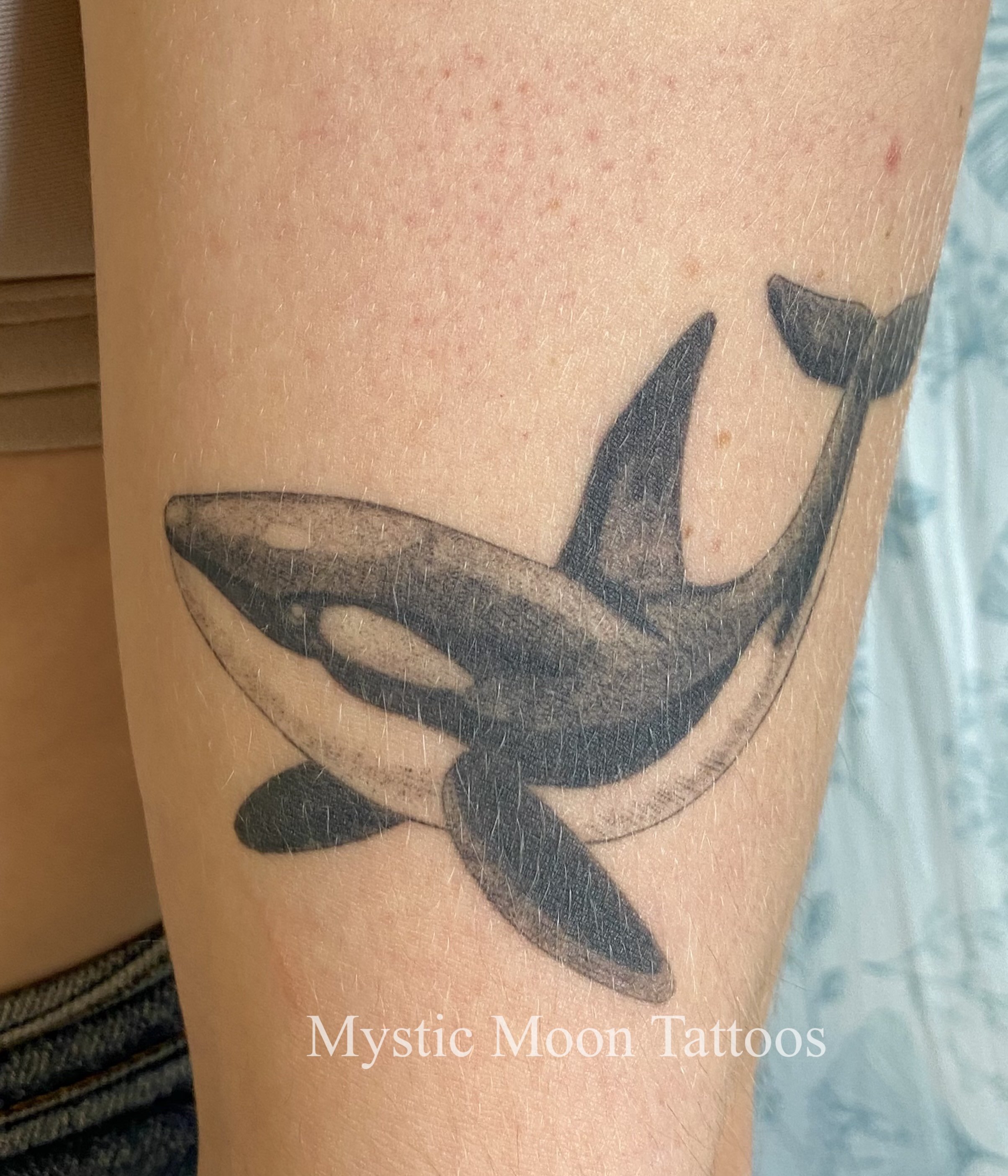 Orca, or killer whale tattoo nicely healed! Did you know they can live up to 90 years in the wild??