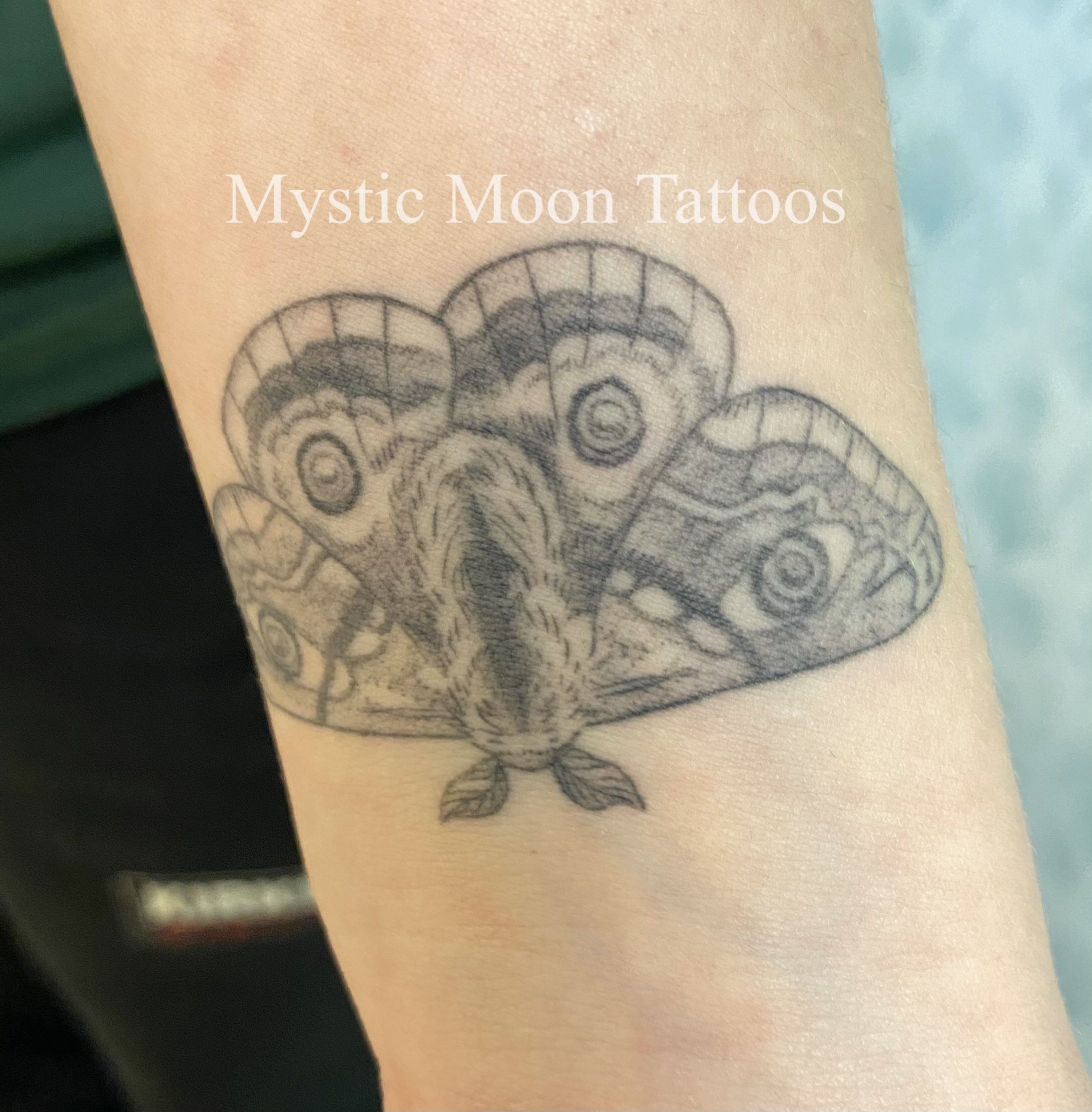 Healed moth from the repeatable butterfly/moth flash sheet!