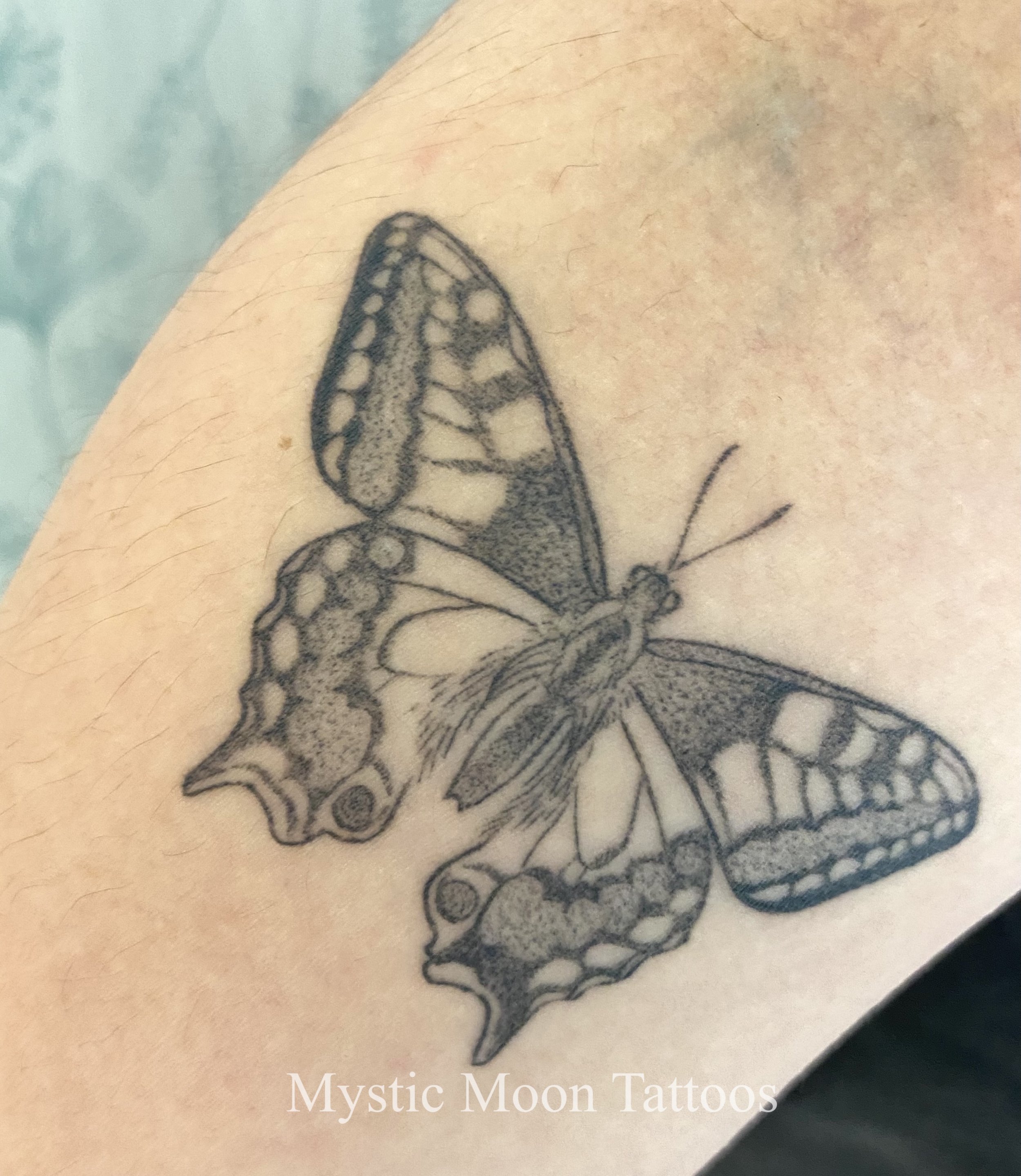Crisp healed swallowtail butterfly, from the repeatable butterfly/moth sheet!