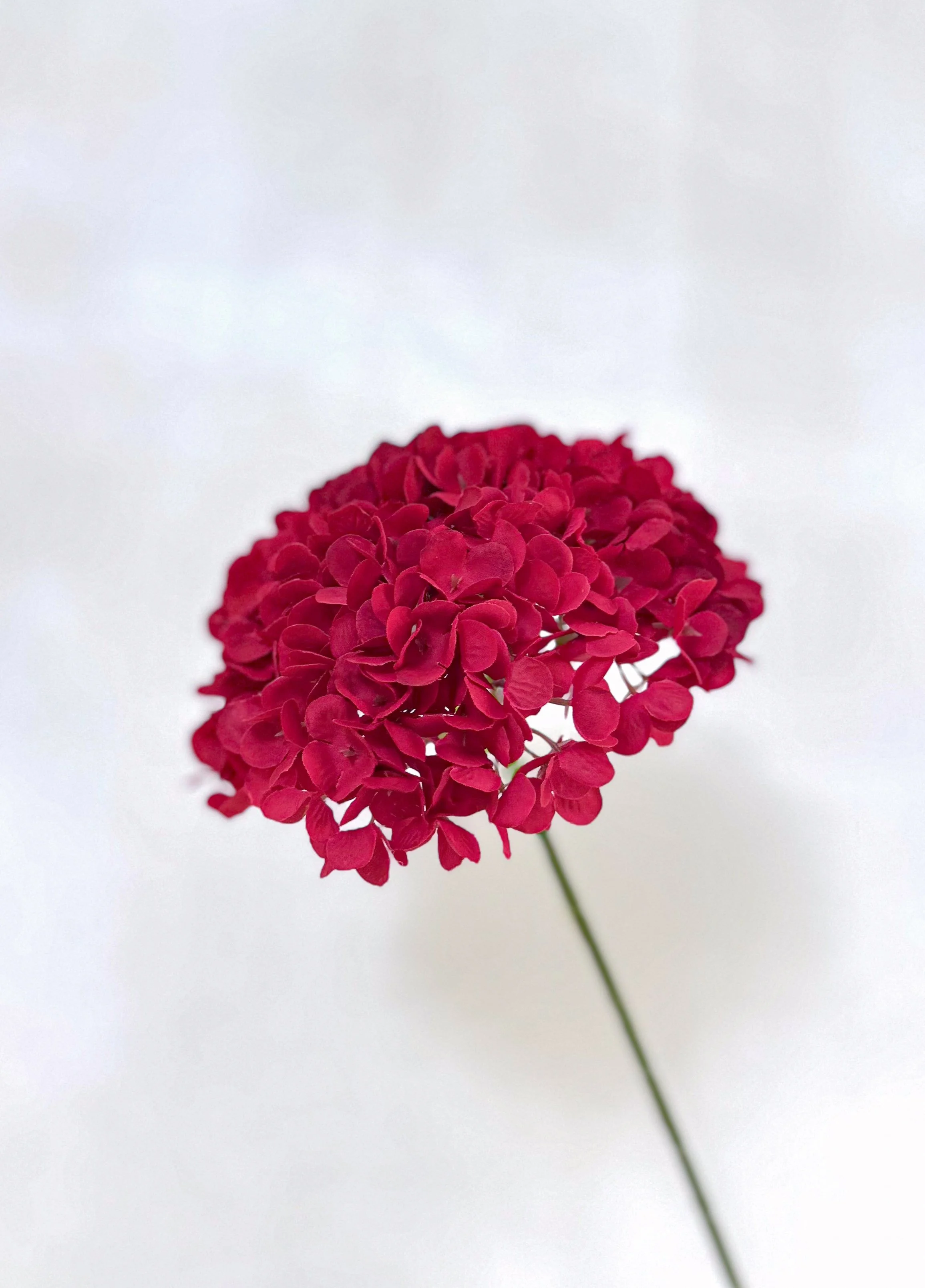 216 Petals Hydrangea (Red)