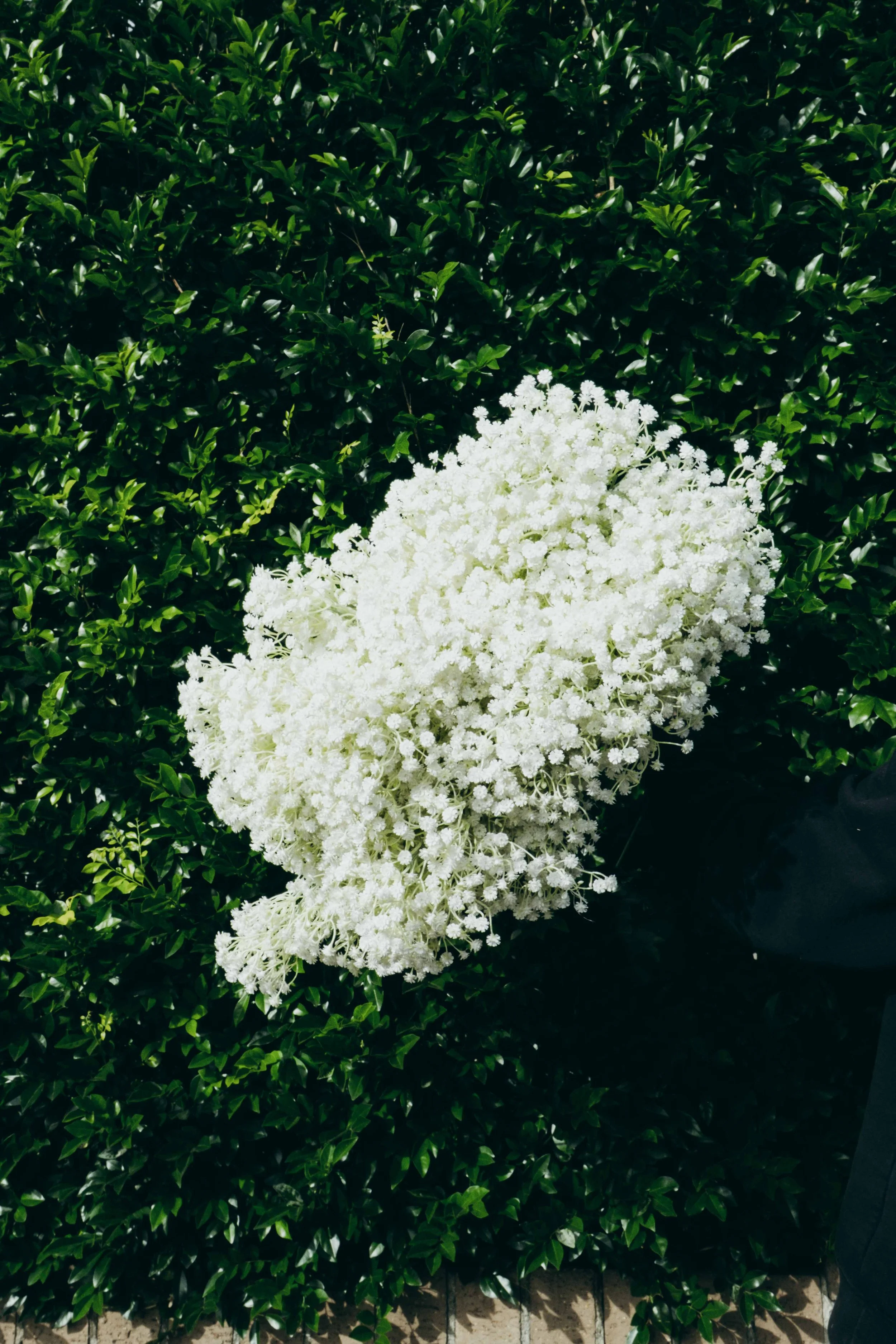 White flower cluster growing on a shrub with dark green leaves.