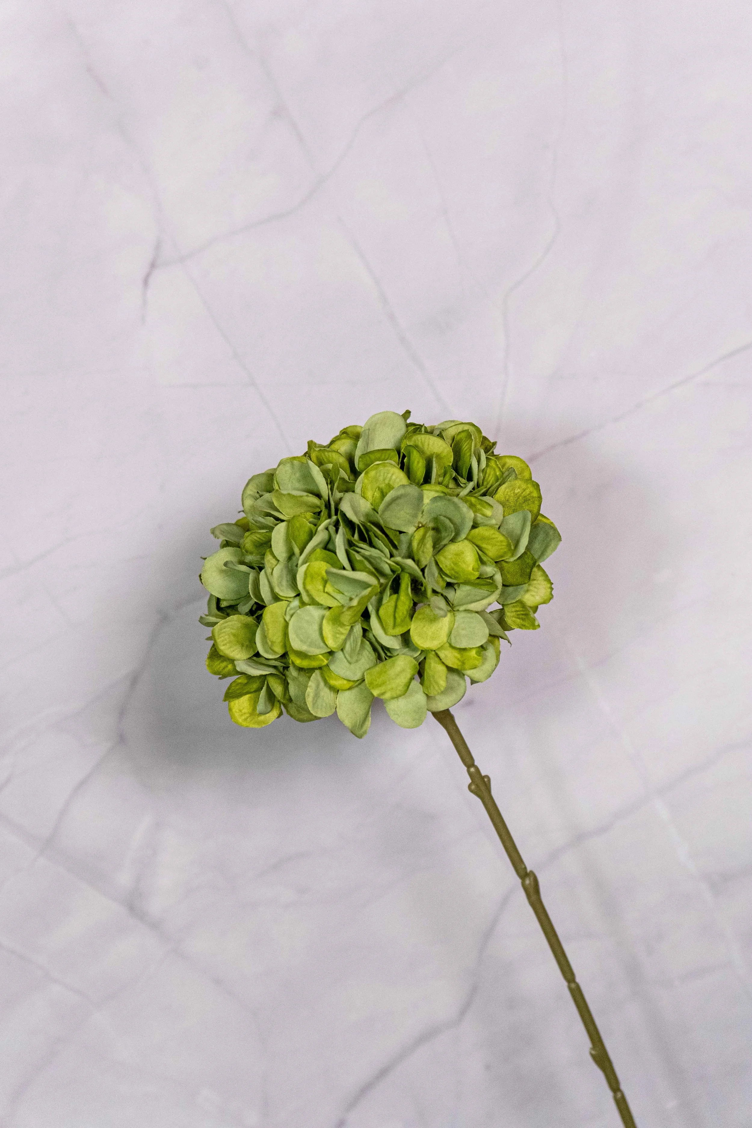 Lollipop Green Hydrangea