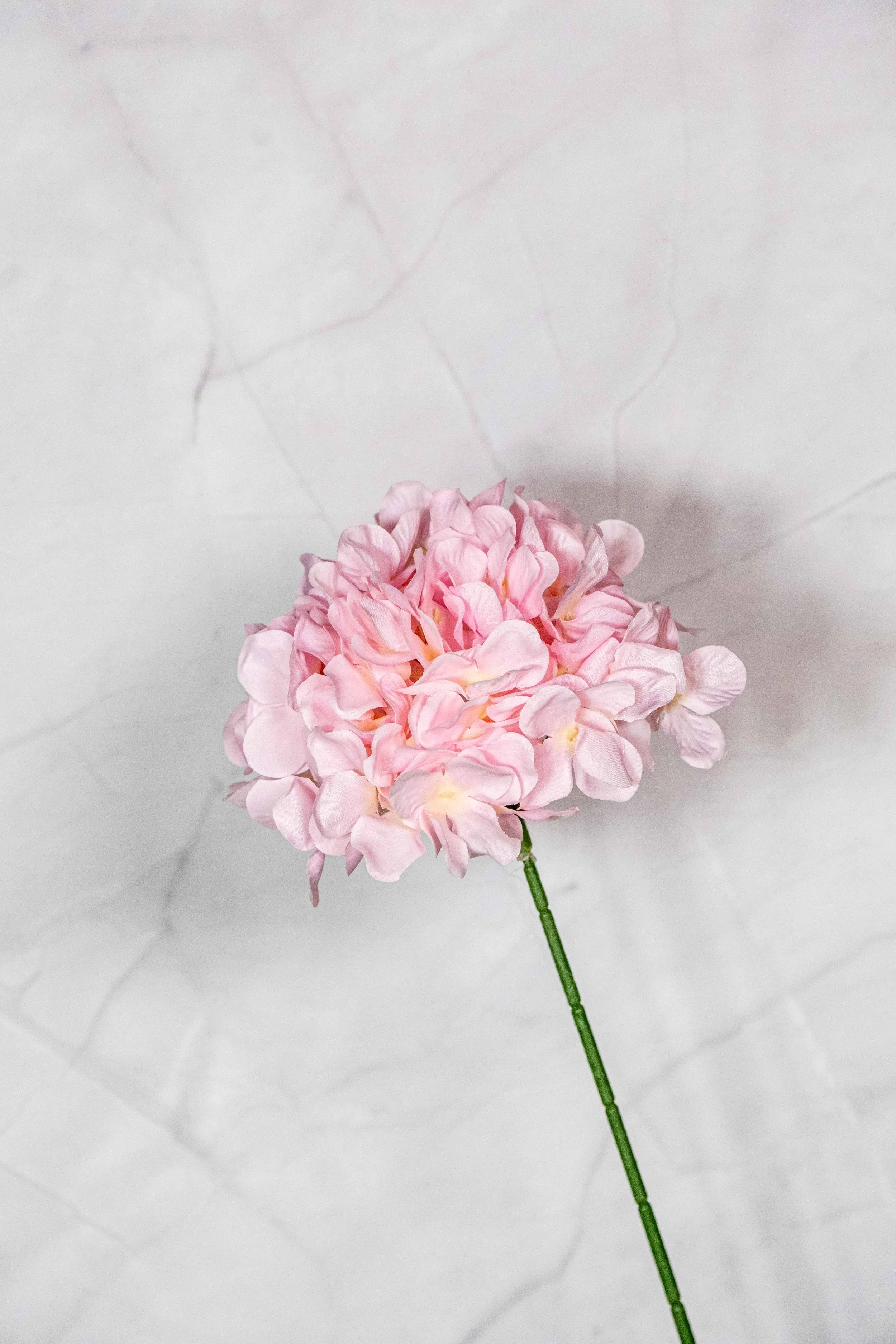 Standard Barbie Pink Hydrangea