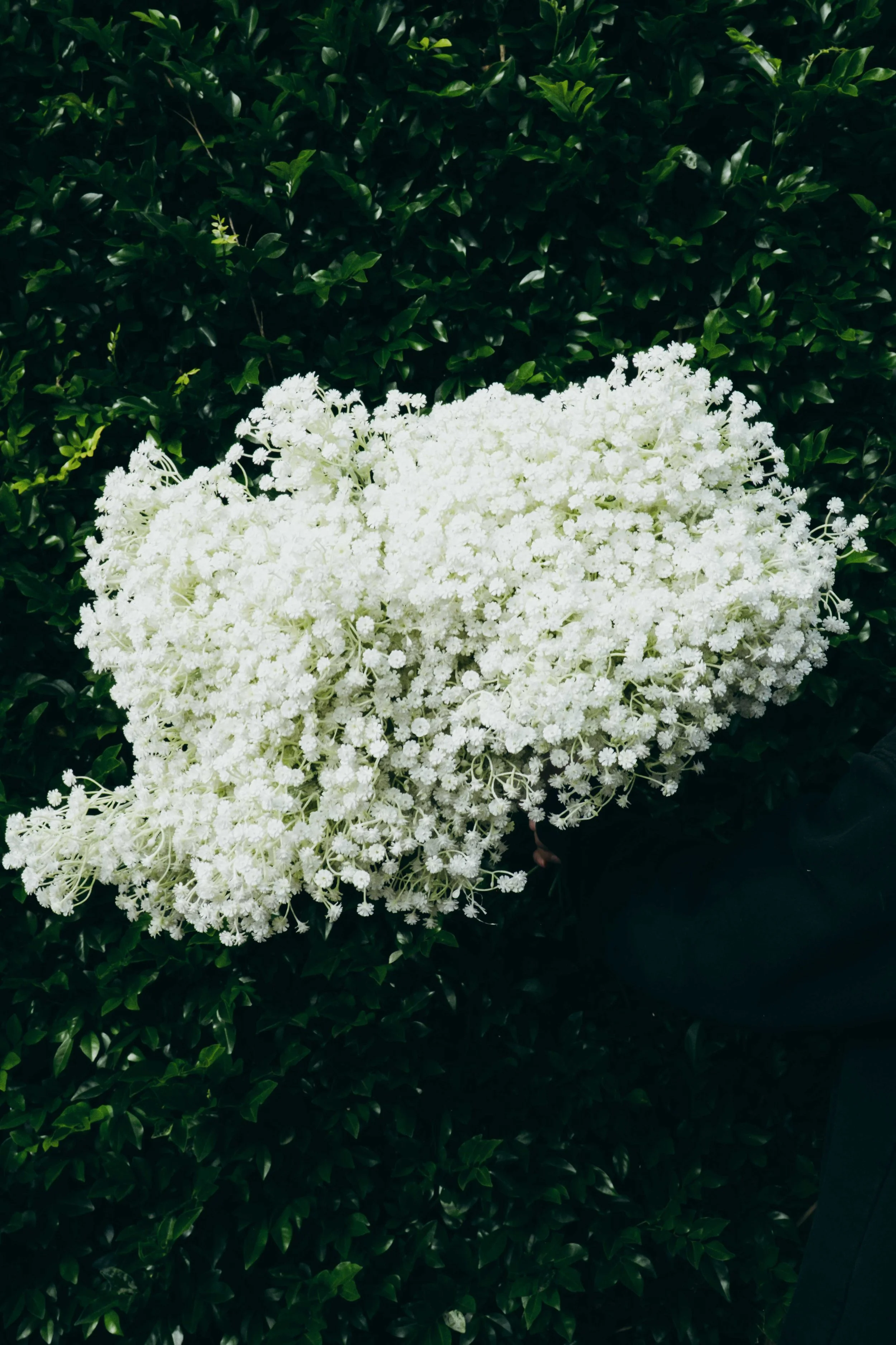 DSCF4395.jpg
