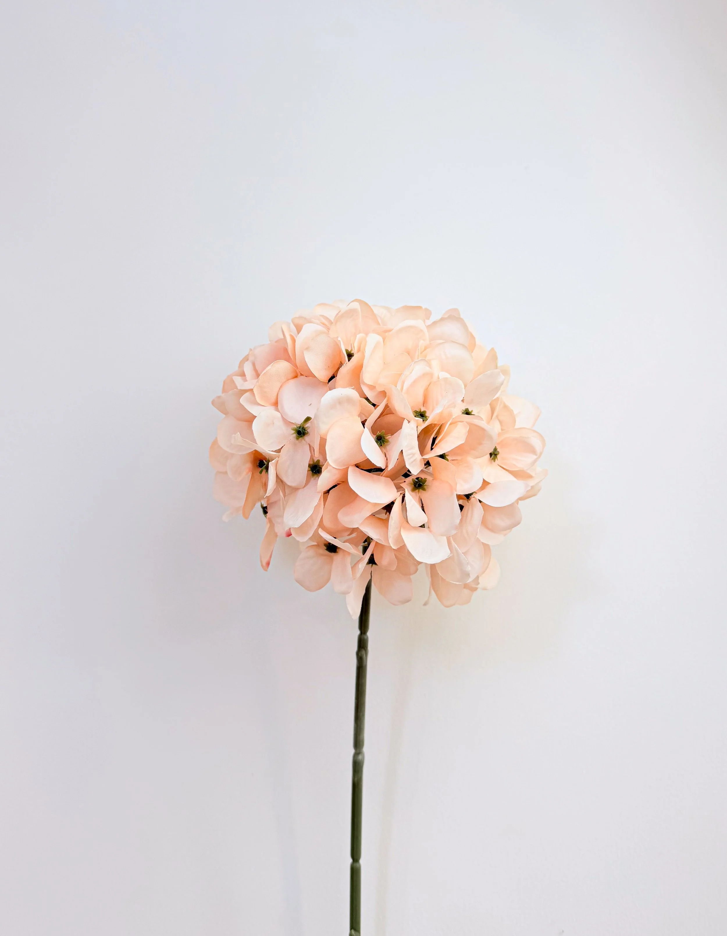 216 Petals Hydrangea (Champagne)