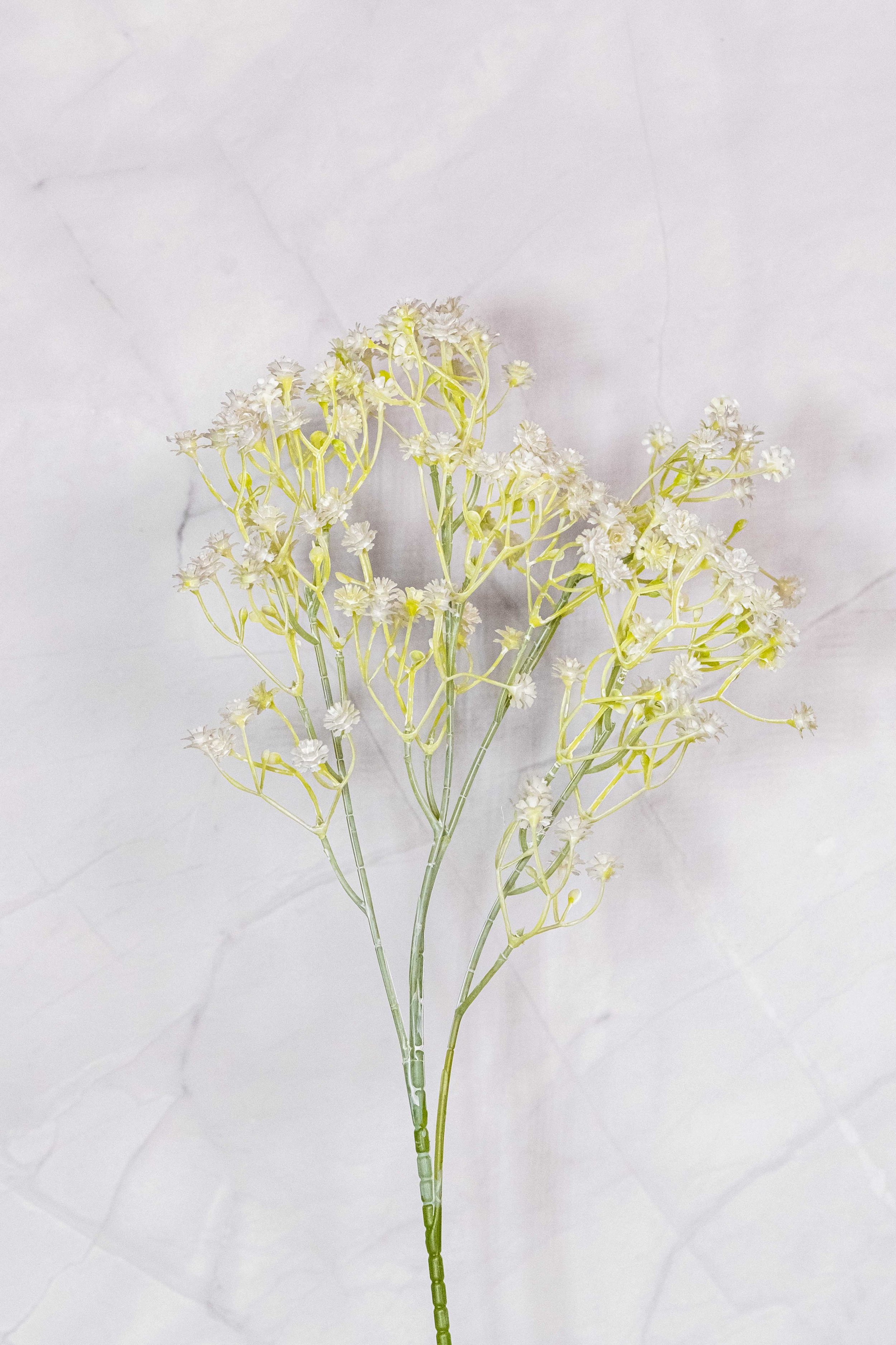 Baby's Breath