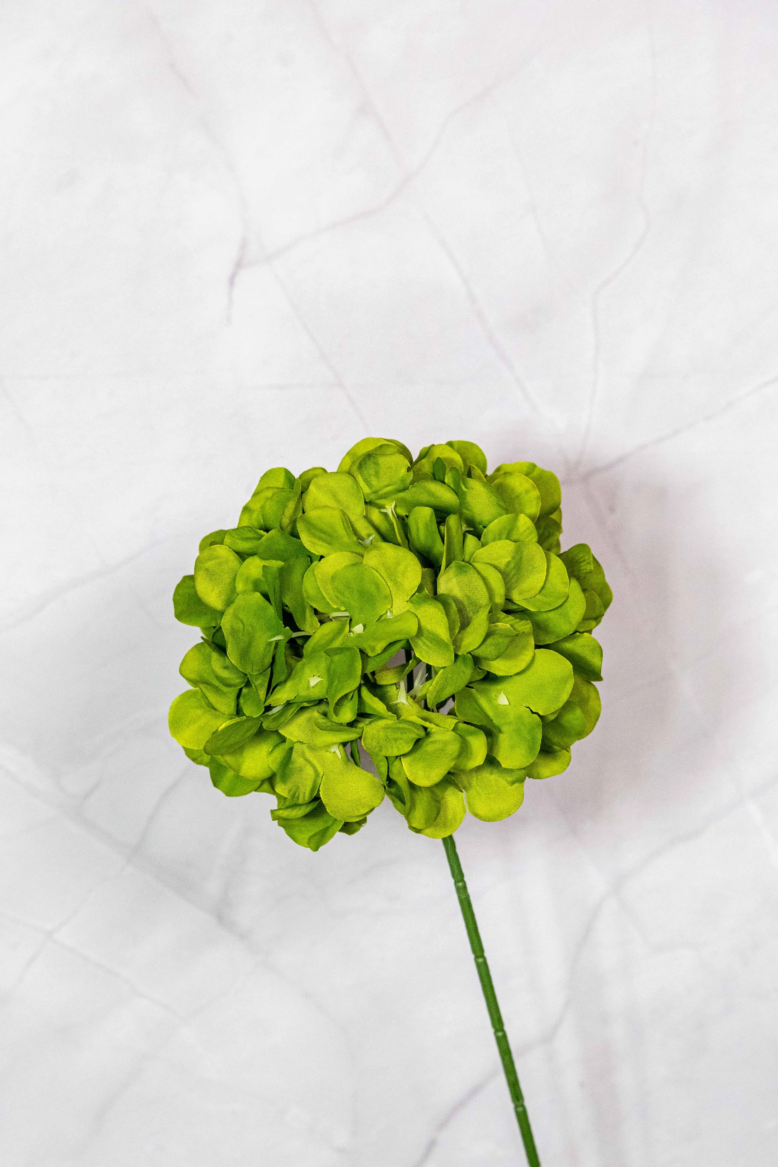 Standard Dark Green Hydrangea