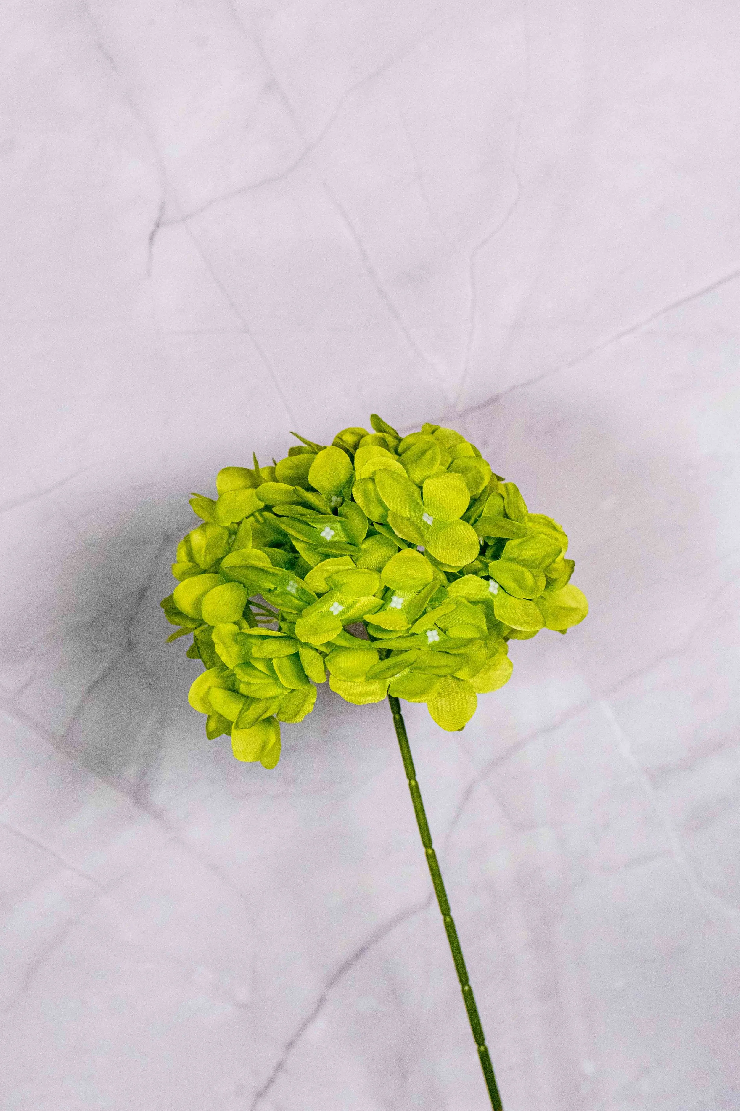 Standard Green Hydrangea