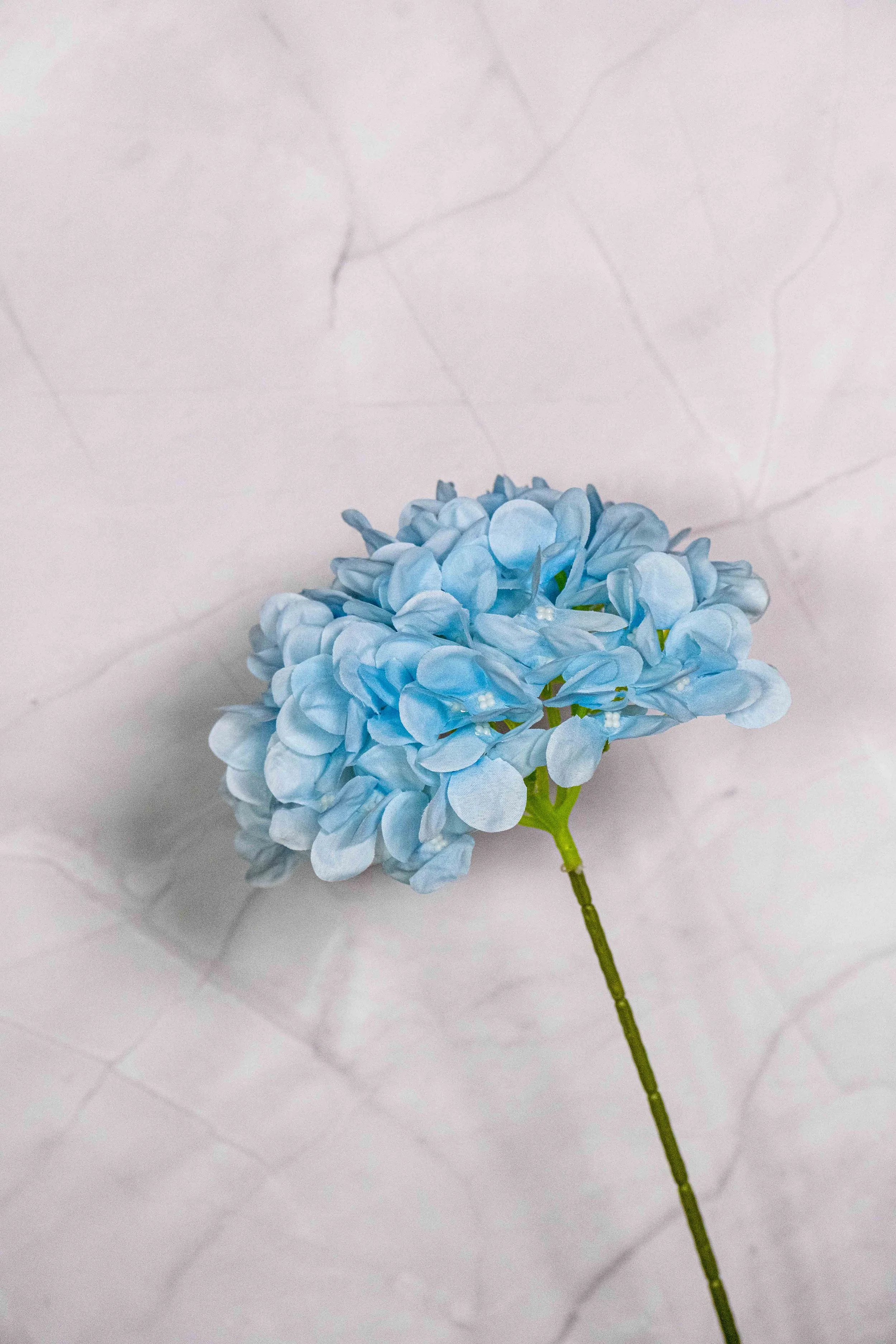 Standard Blue Hydrangea