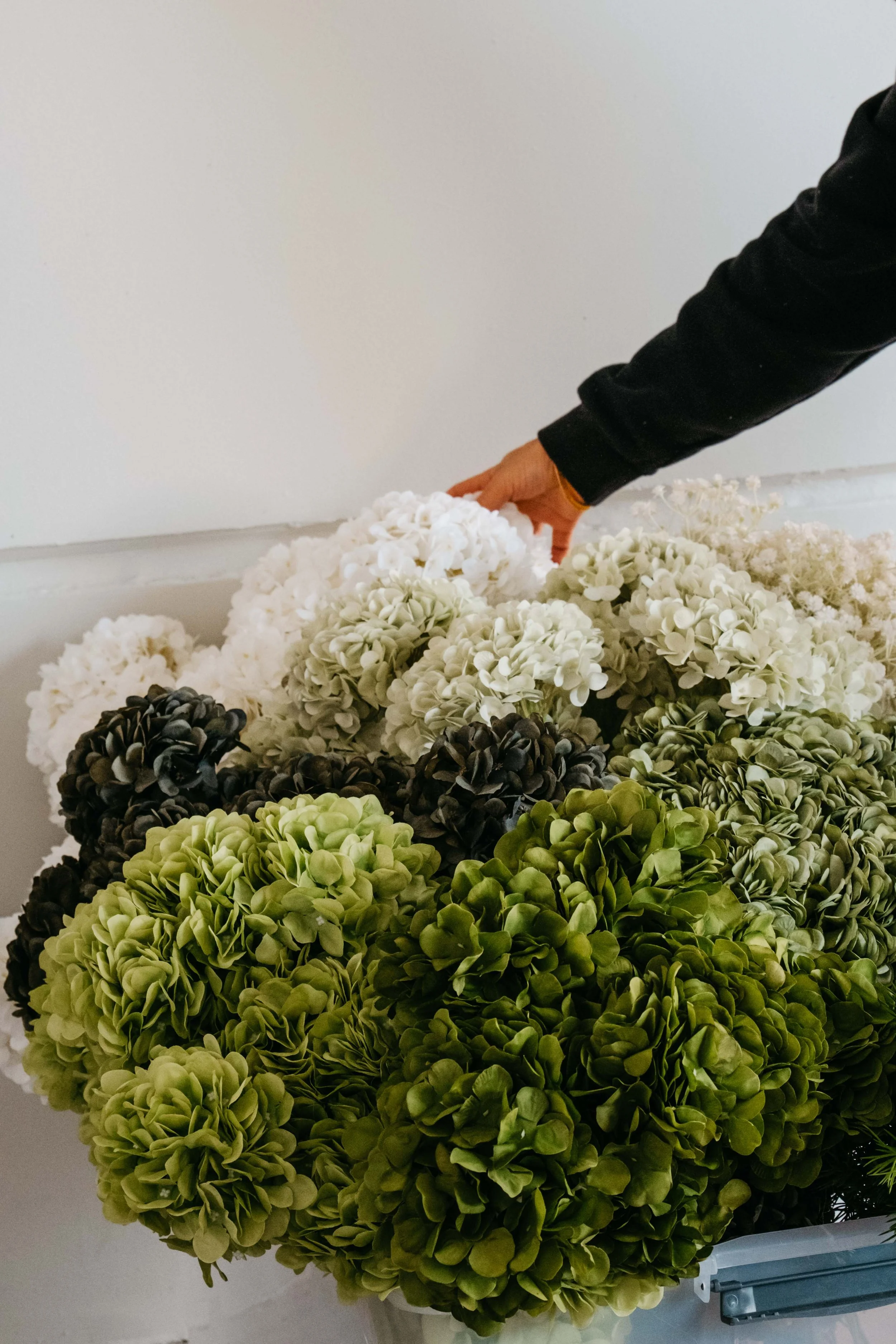A person arranging white and green hydrangea flowers on a display.