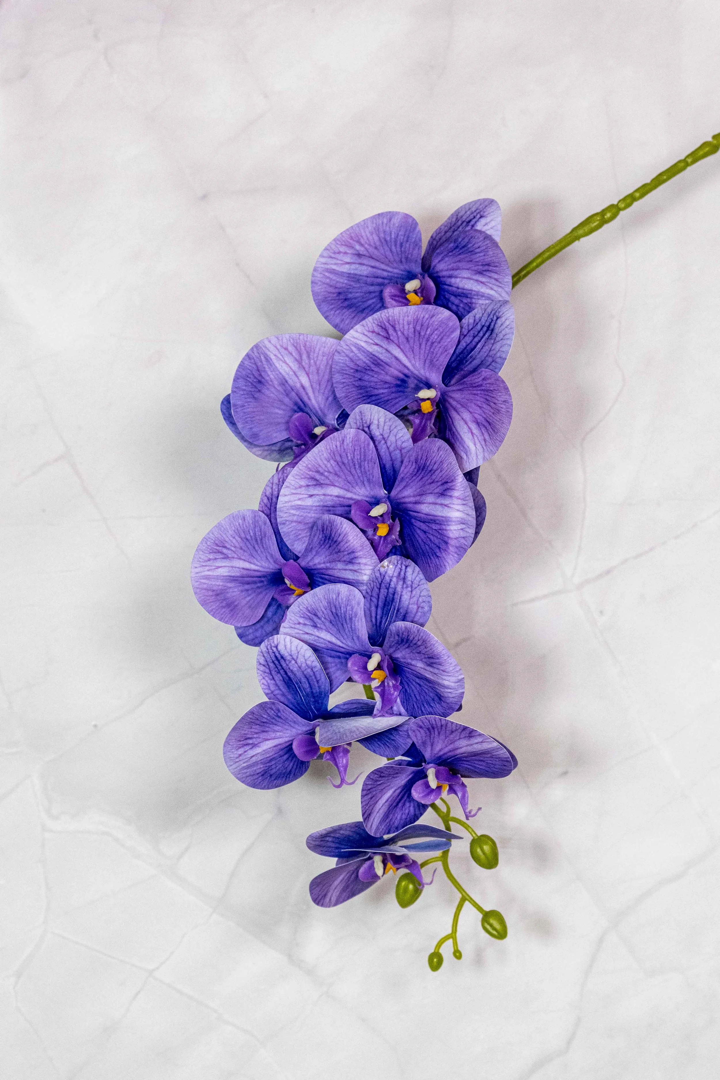 Purple Orchids