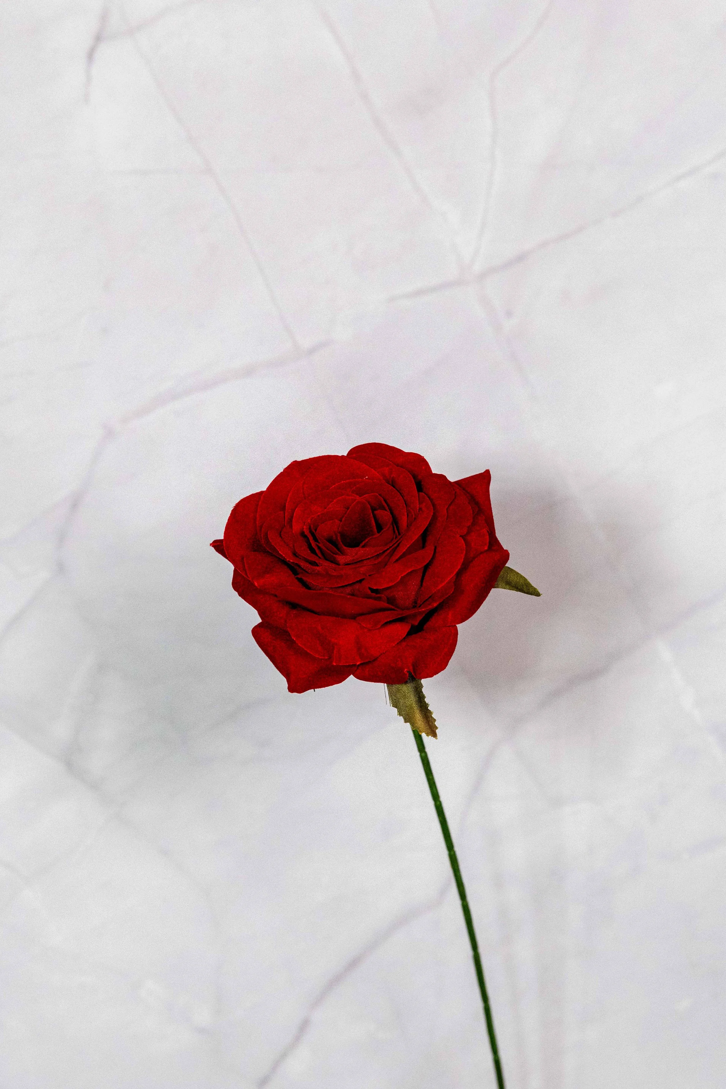 Velvet Red Rose Single Stem