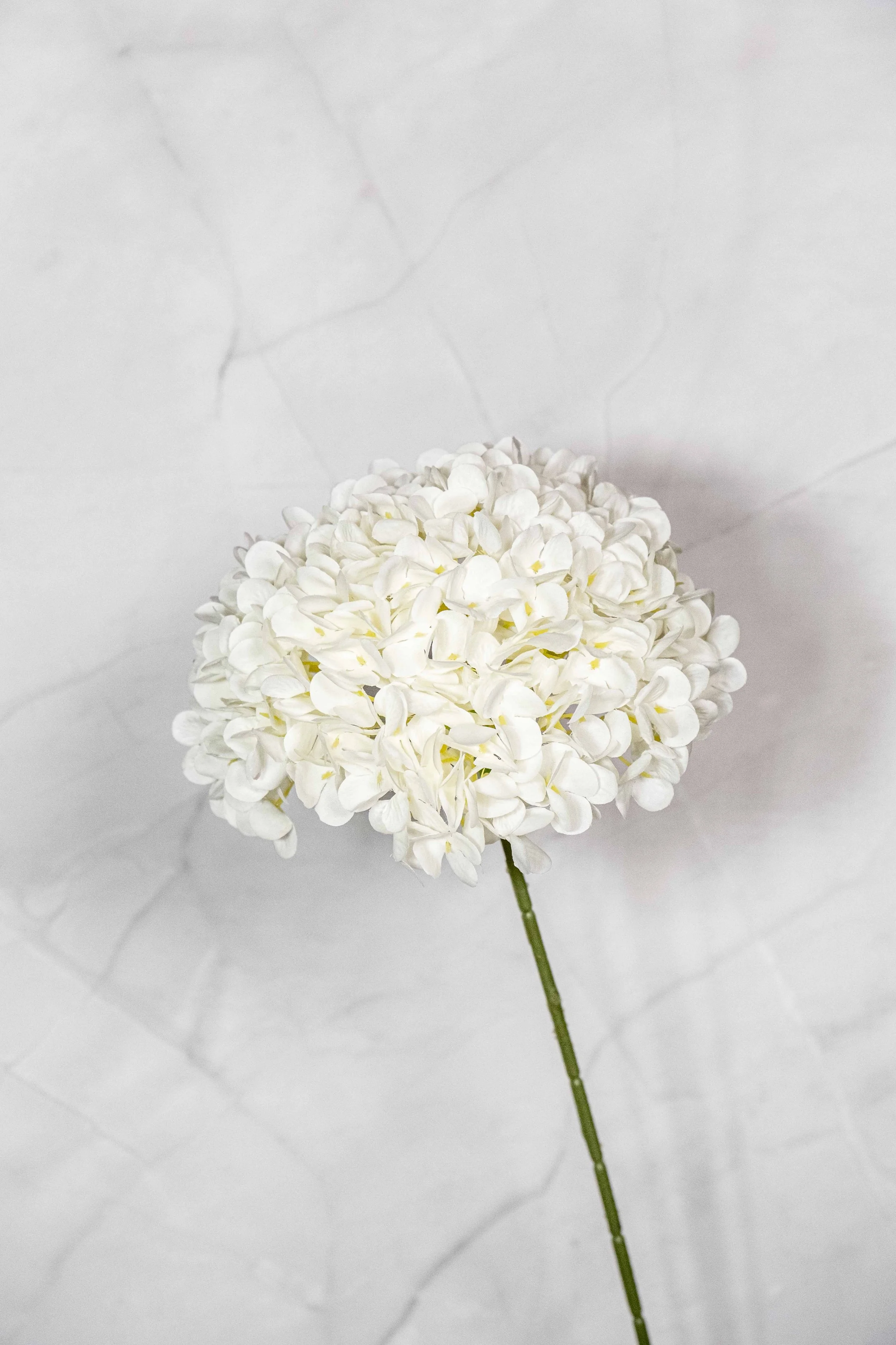 216 Petals White Hydrangea