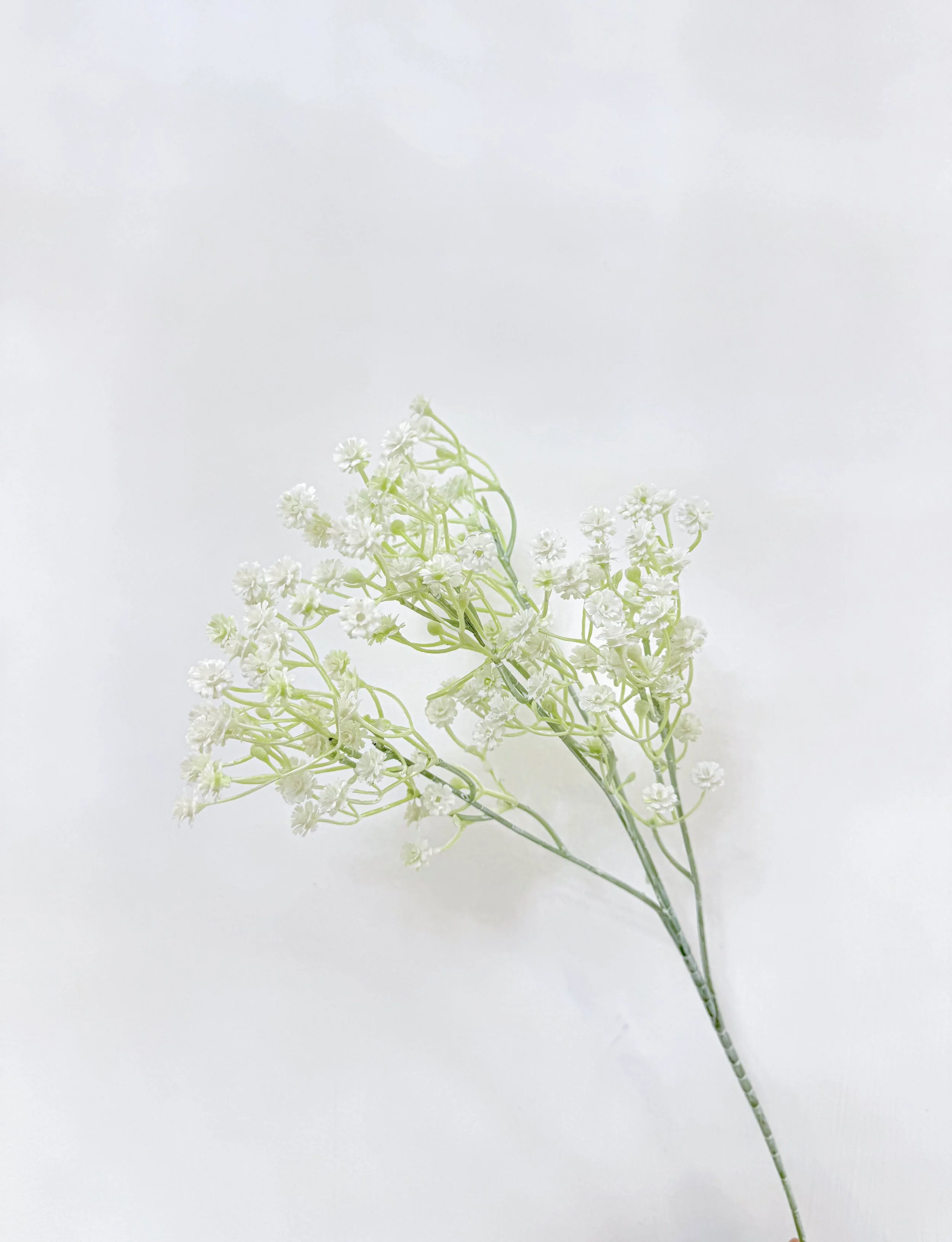Baby's Breath (White)