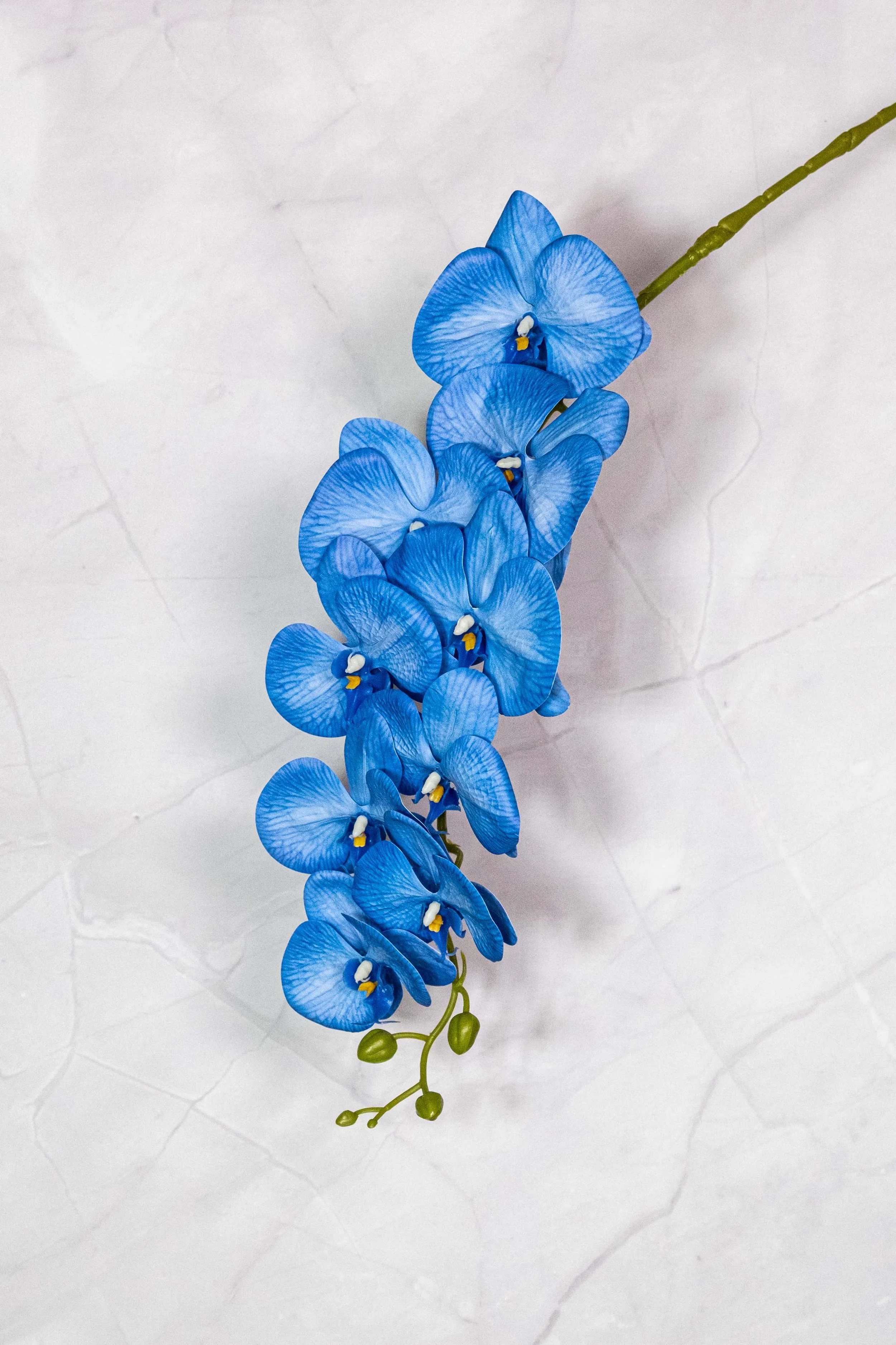 Dark Blue Orchids