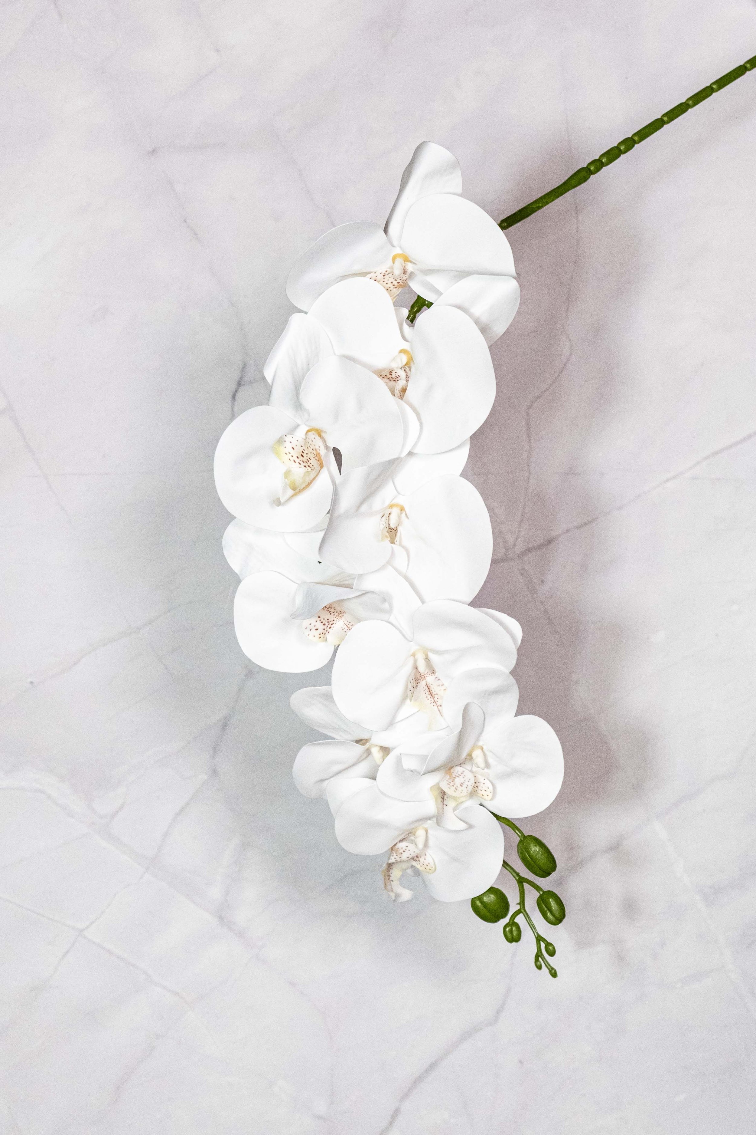 White Orchids