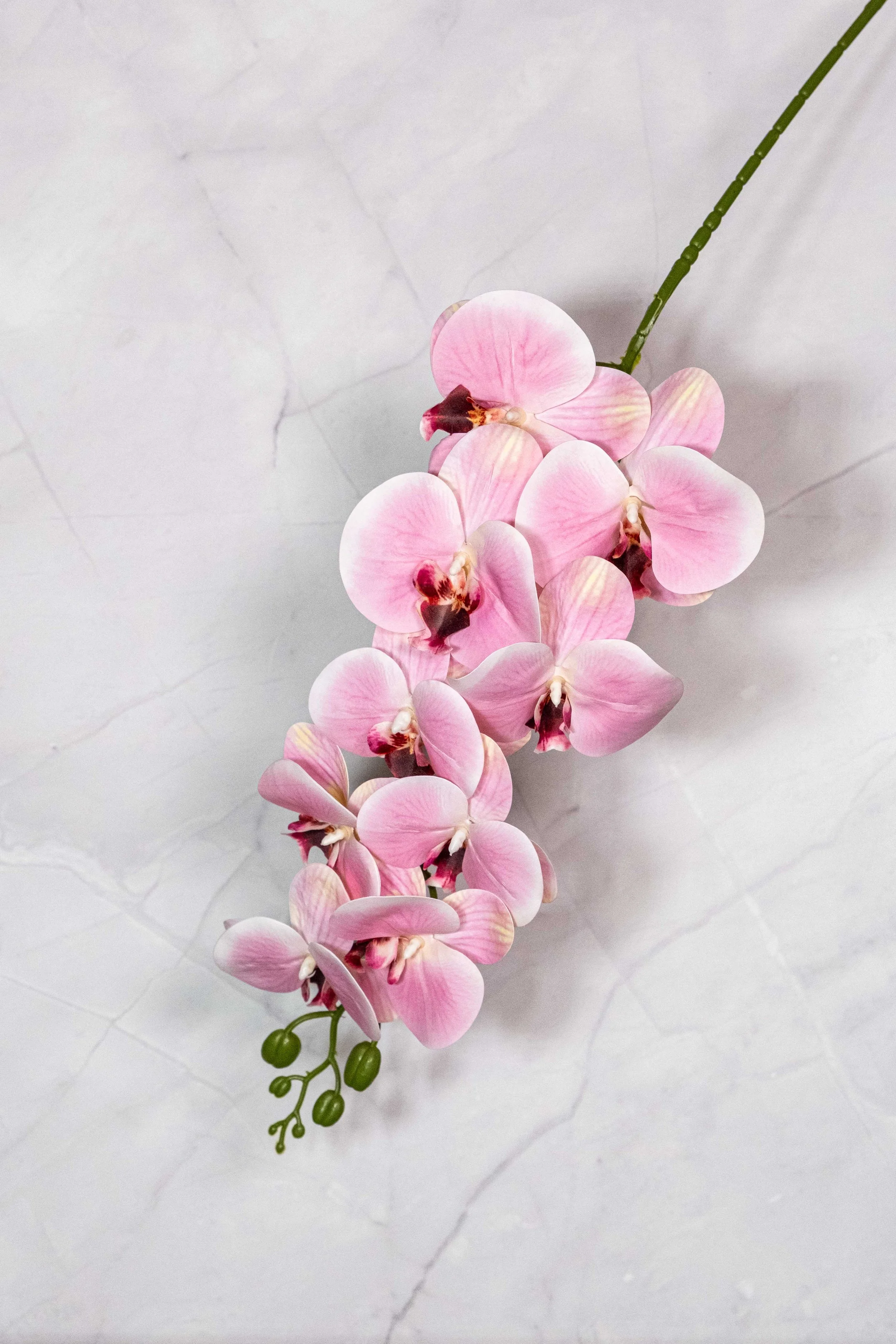 Pink Orchids