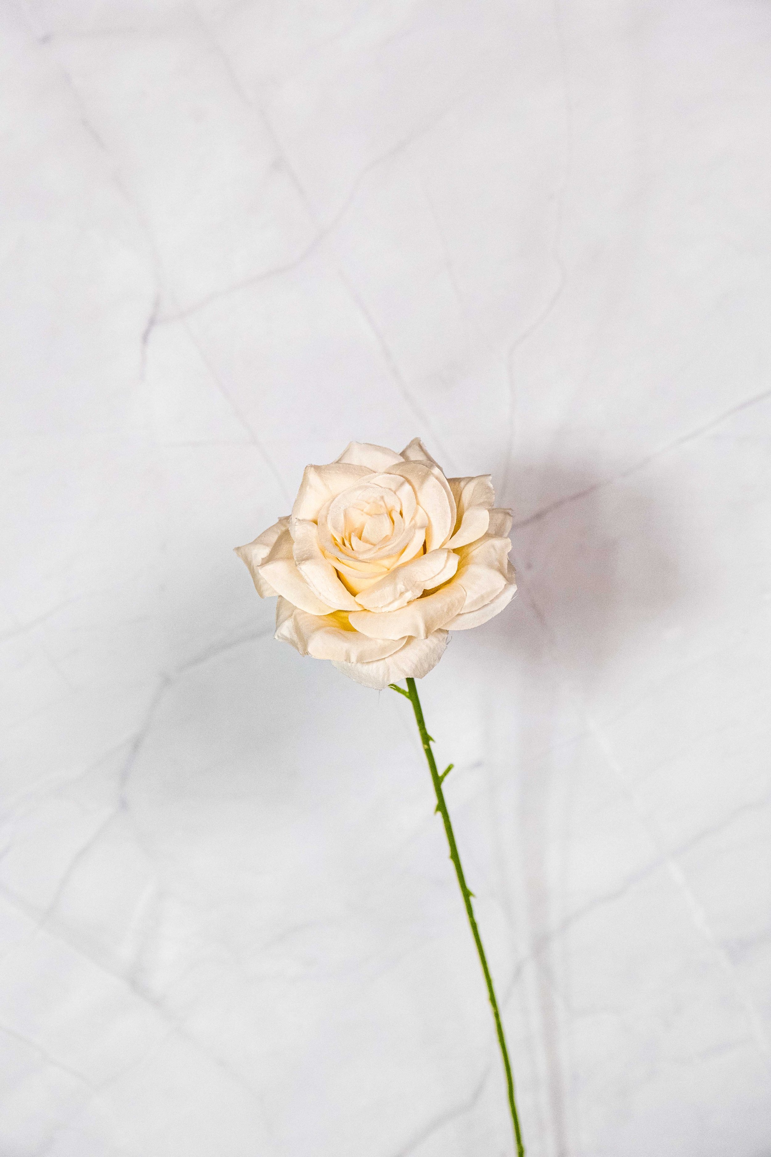 Champagne Rose Single Stem