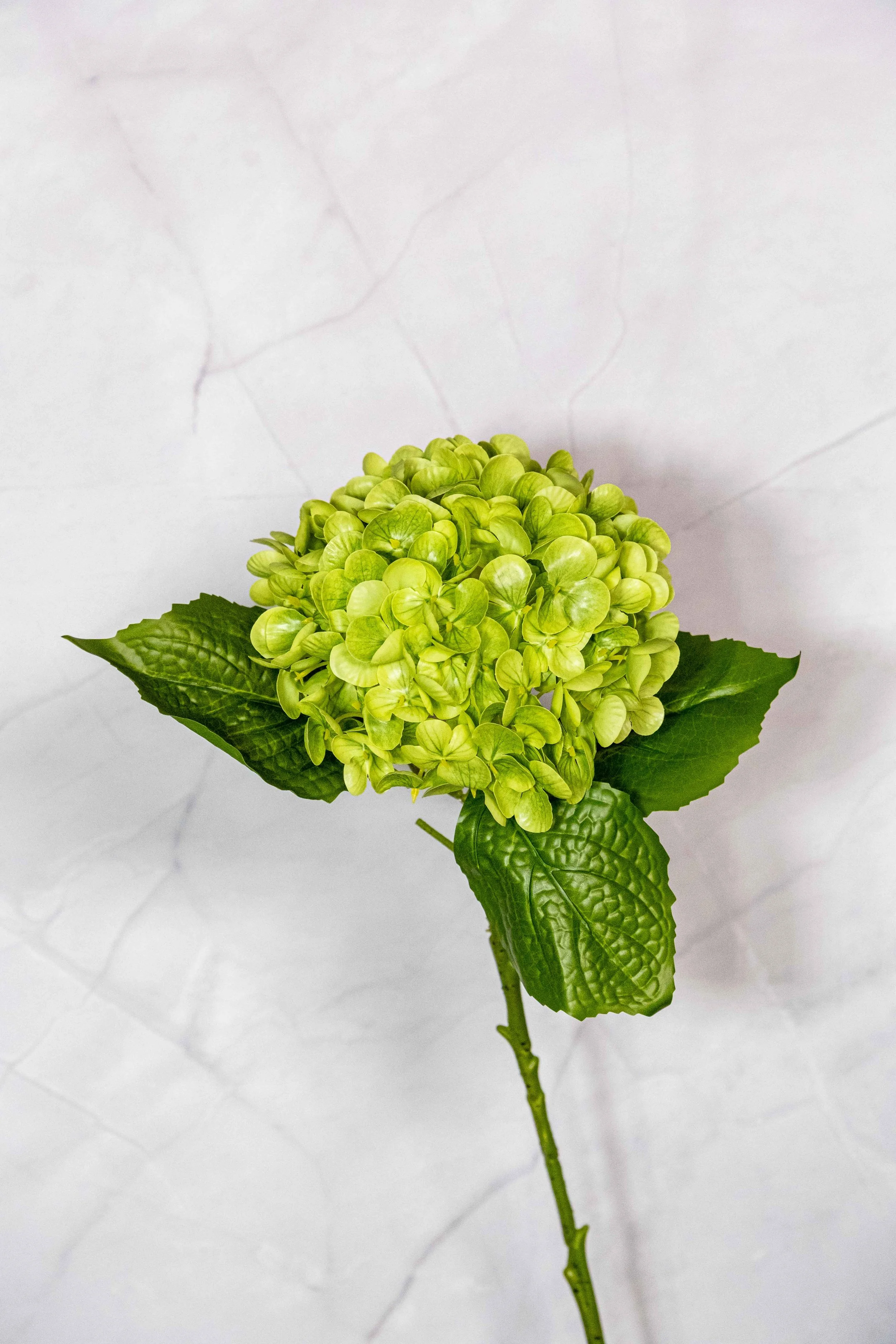 Close-up of a green hydrangea flower with large green leaves against a white marble surface background.