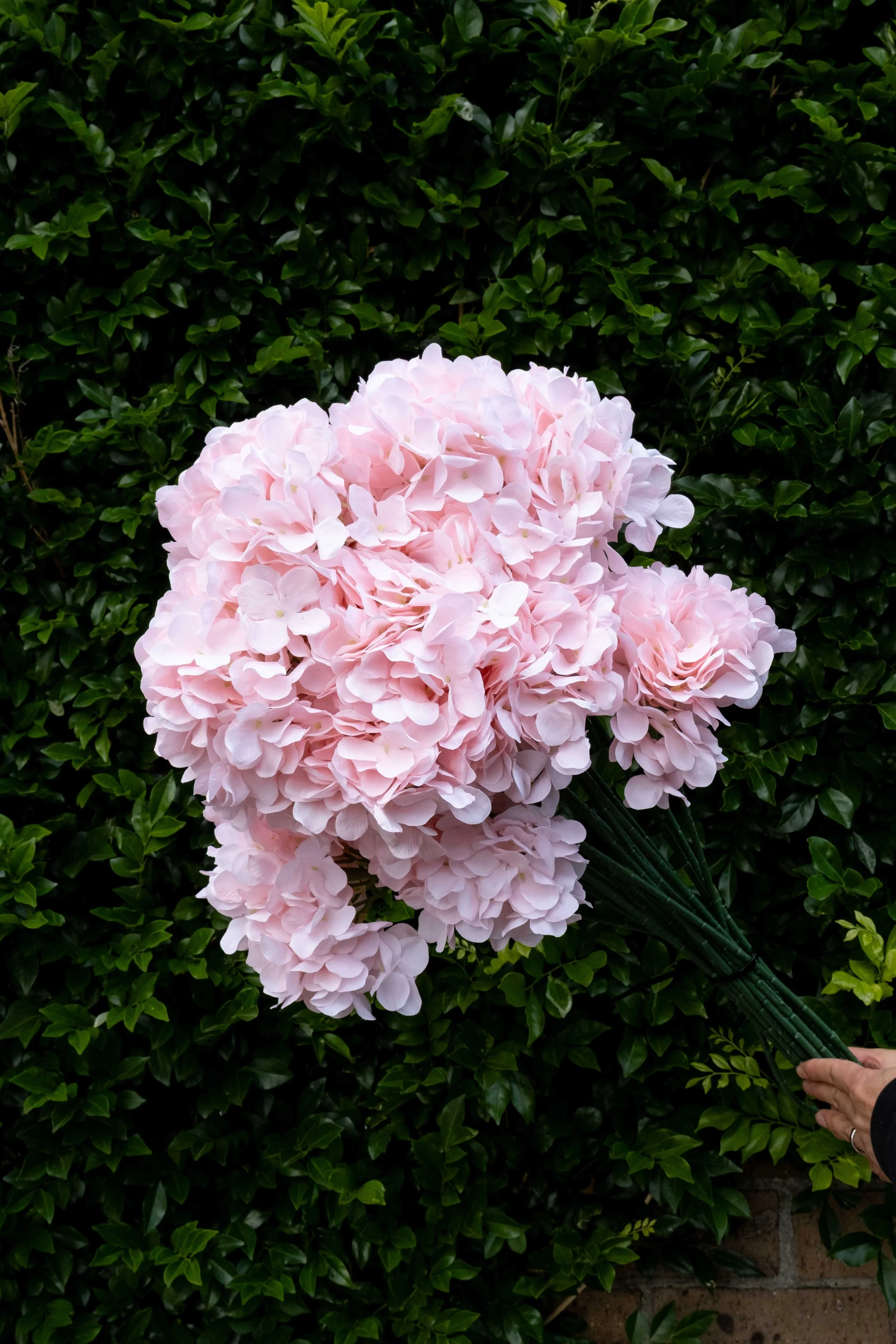DSCF4352.jpg
