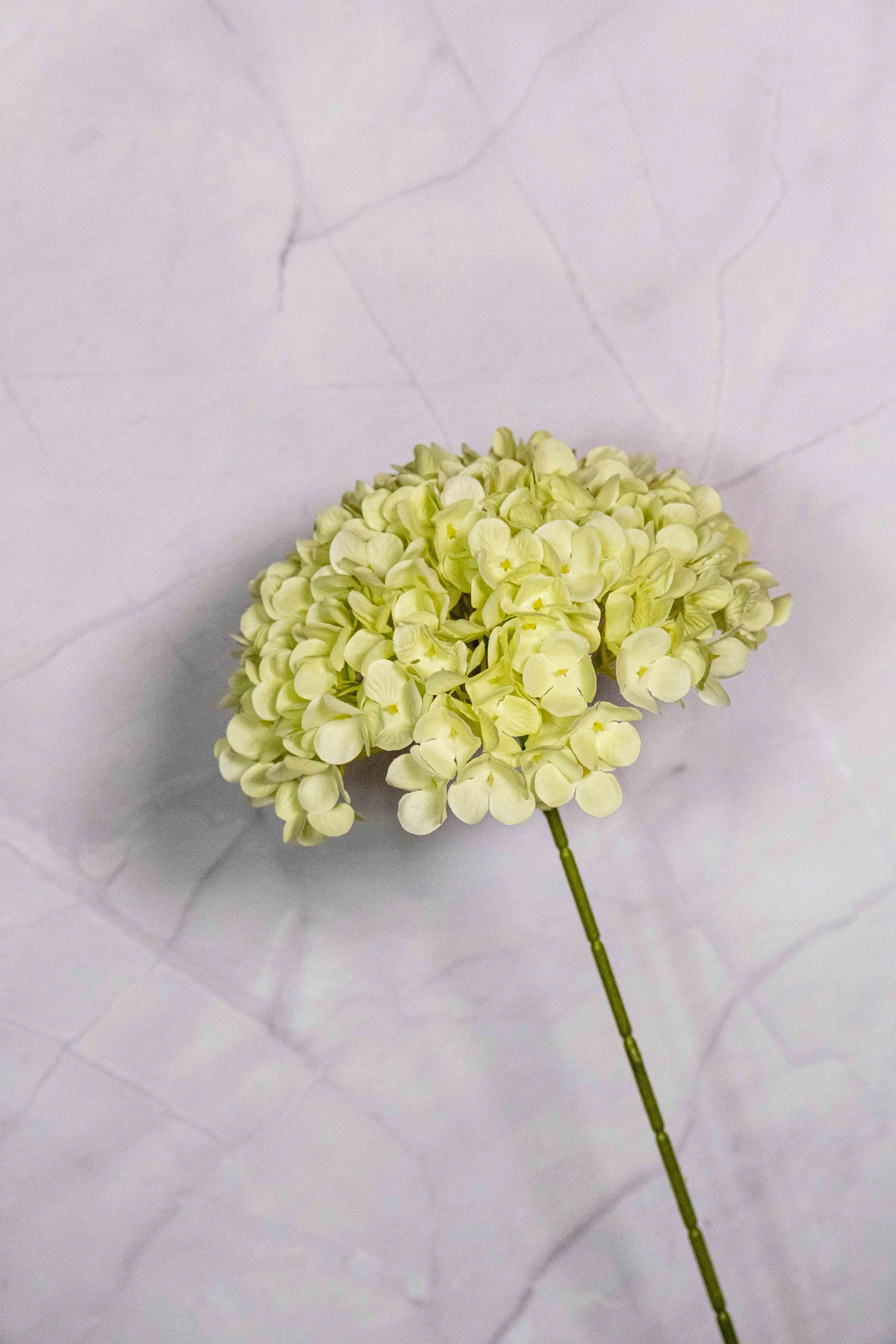 216 Petals Light Green Hydrangea