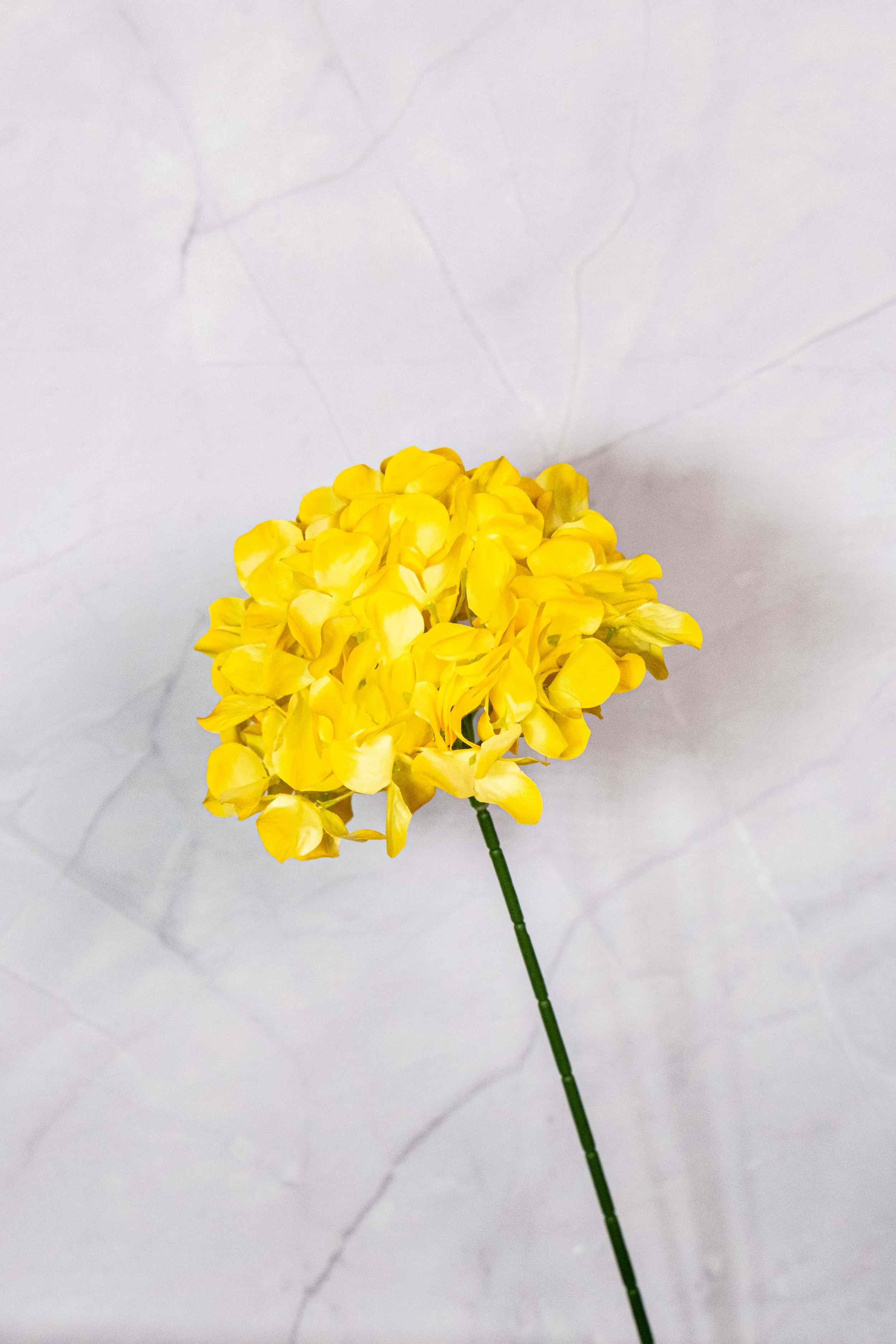 Standard Yellow Hydrangea