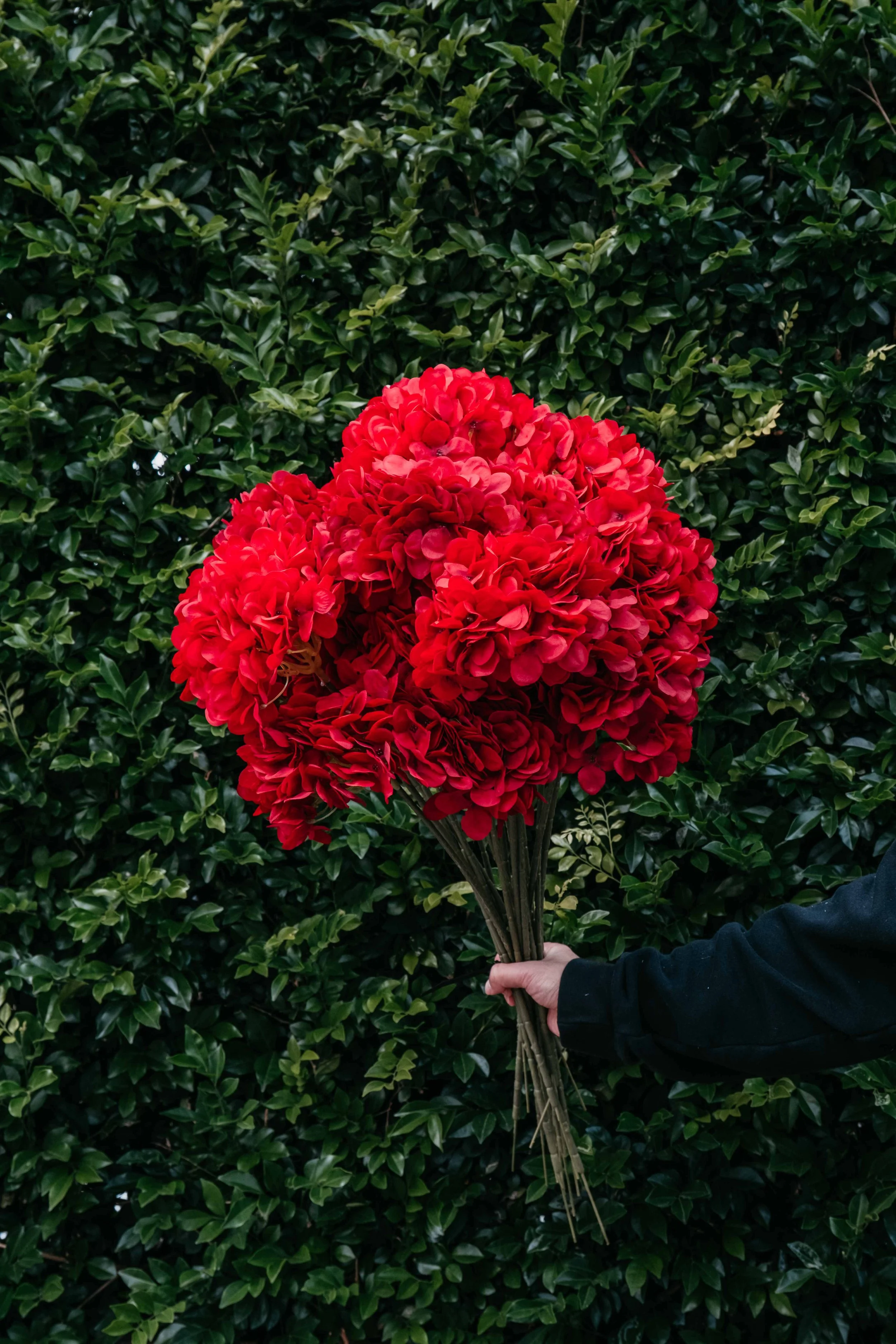 Standard Red Hydrangea