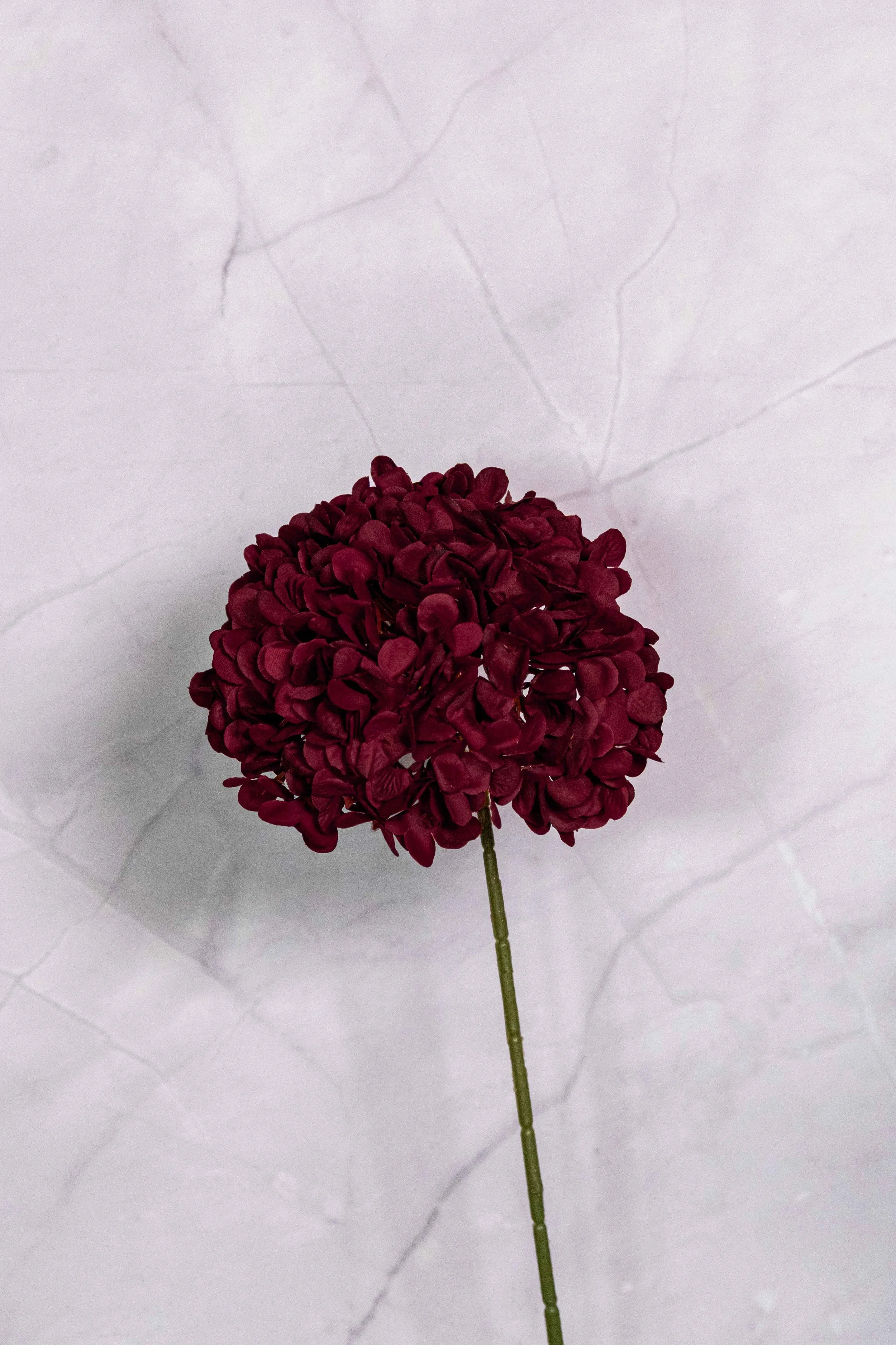 Standard Burgundy Hydrangea