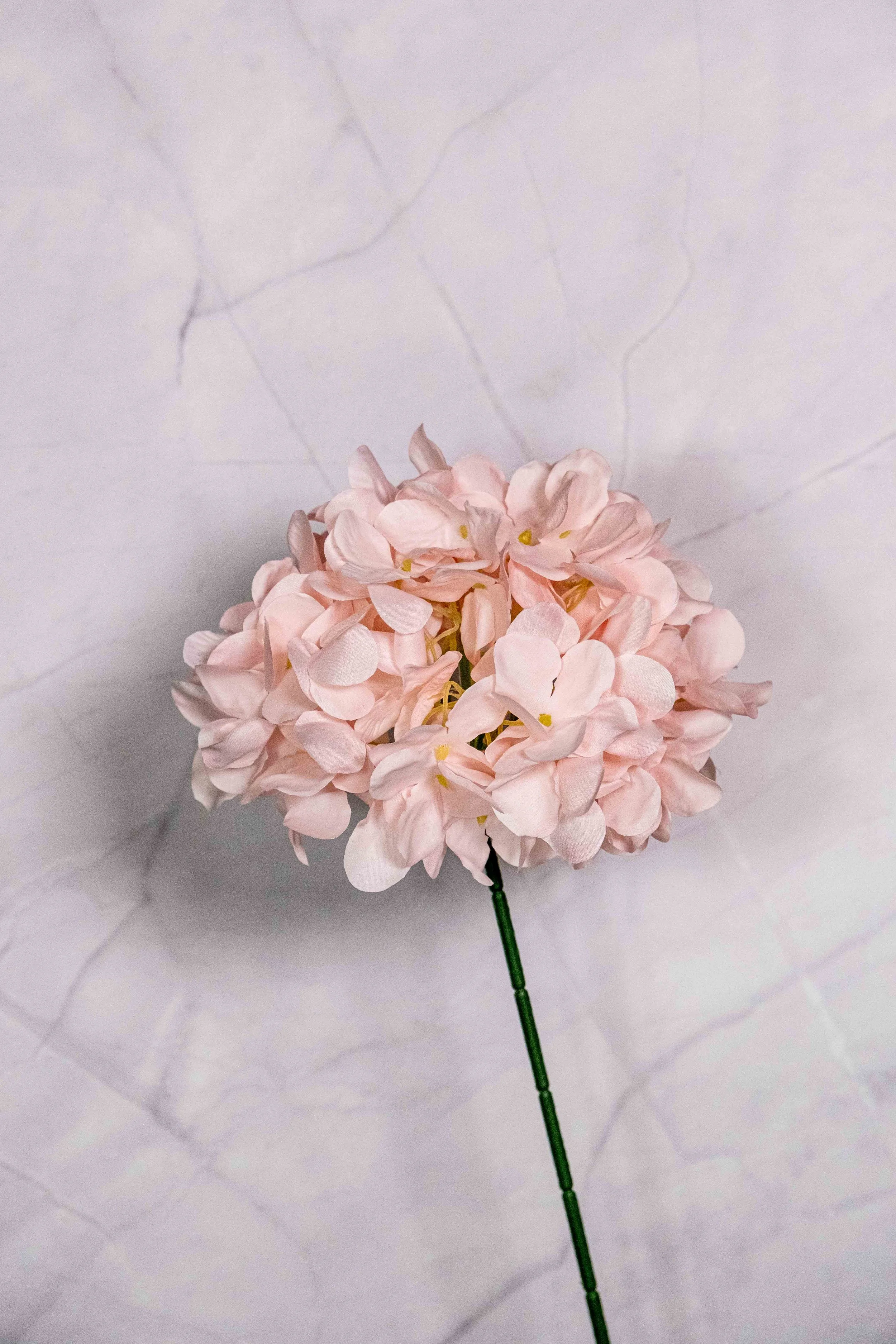 Standard Peach Pink Hydrangea