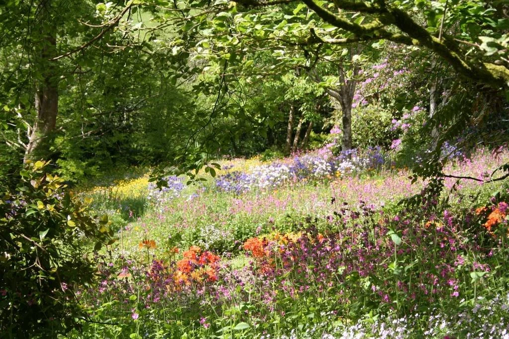 the-wildflowers-at-southcombe-piggery-dartmoor-devon_1024_wide.jpg
